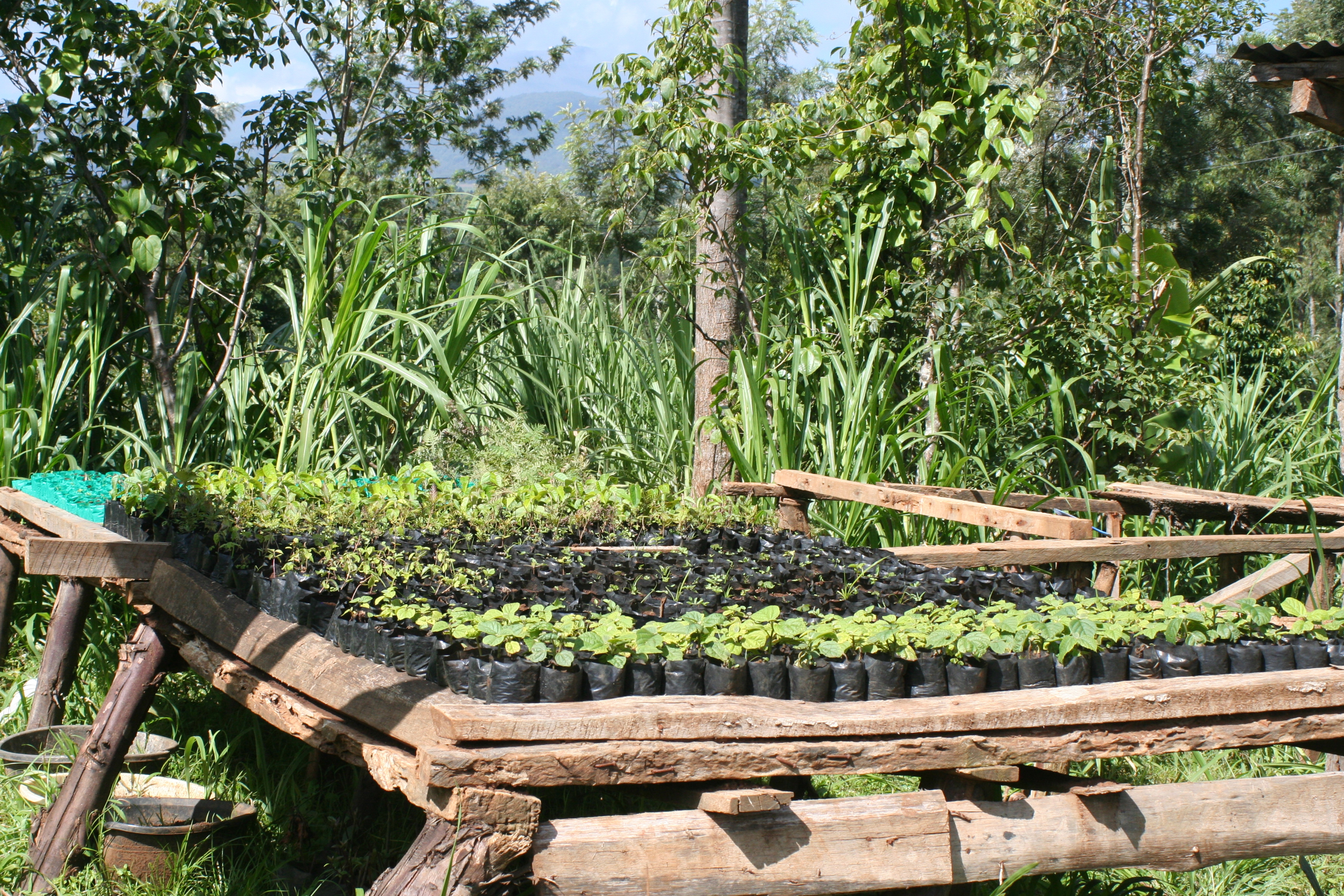 Plant seedlings in nursery