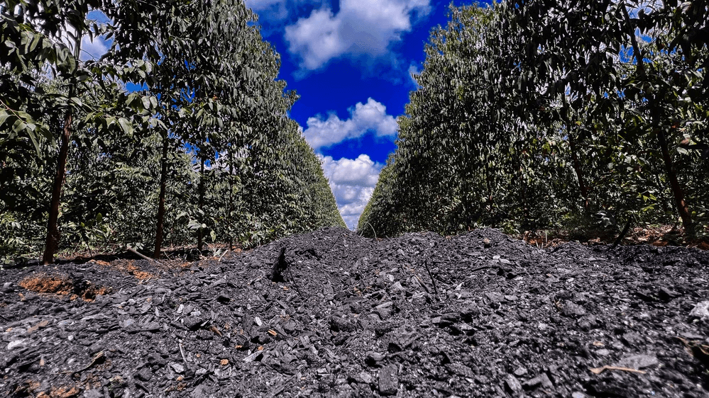 aperam bioeneregia brazil biochar carbon removal