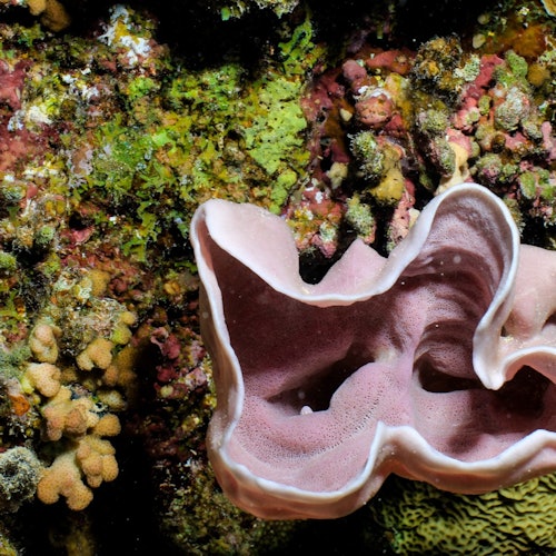 Hurghada: Guided Scuba Diving Experience + Roundtrip Transfer + Lunch