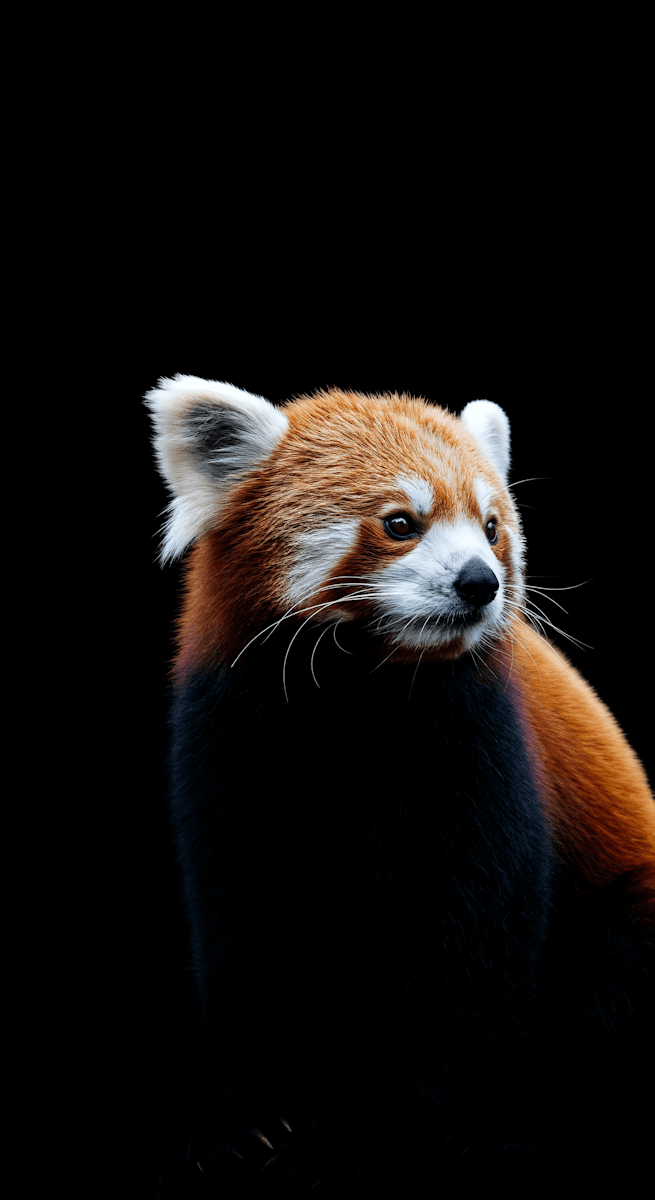 A close-up of a red panda with vibrant fur and expressive eyes, set against a black background for a striking and detailed look.