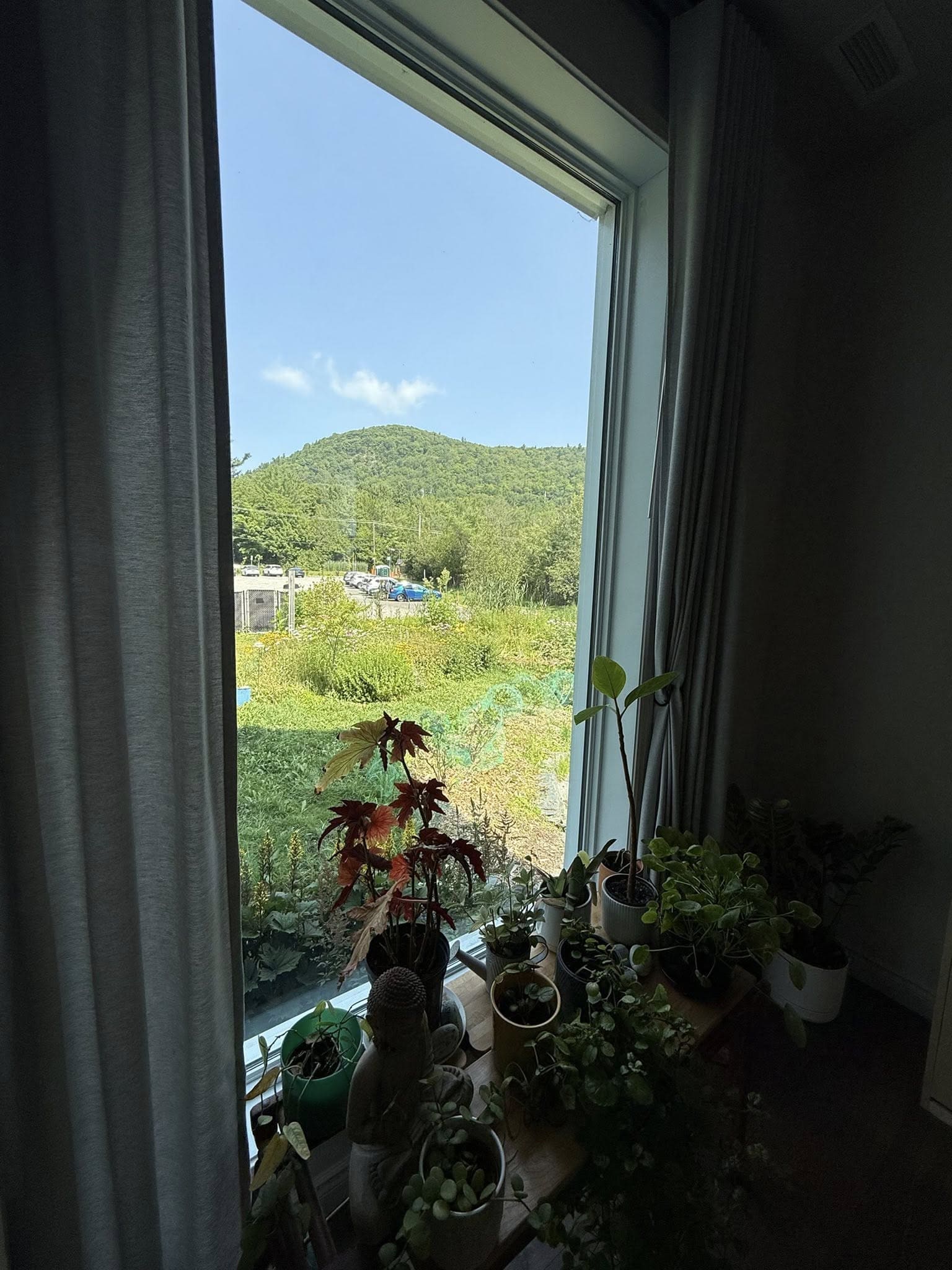 Plantes d’intérieur devant une baie vitrée donnant sur un paysage verdoyant et des collines sous un ciel bleu.
