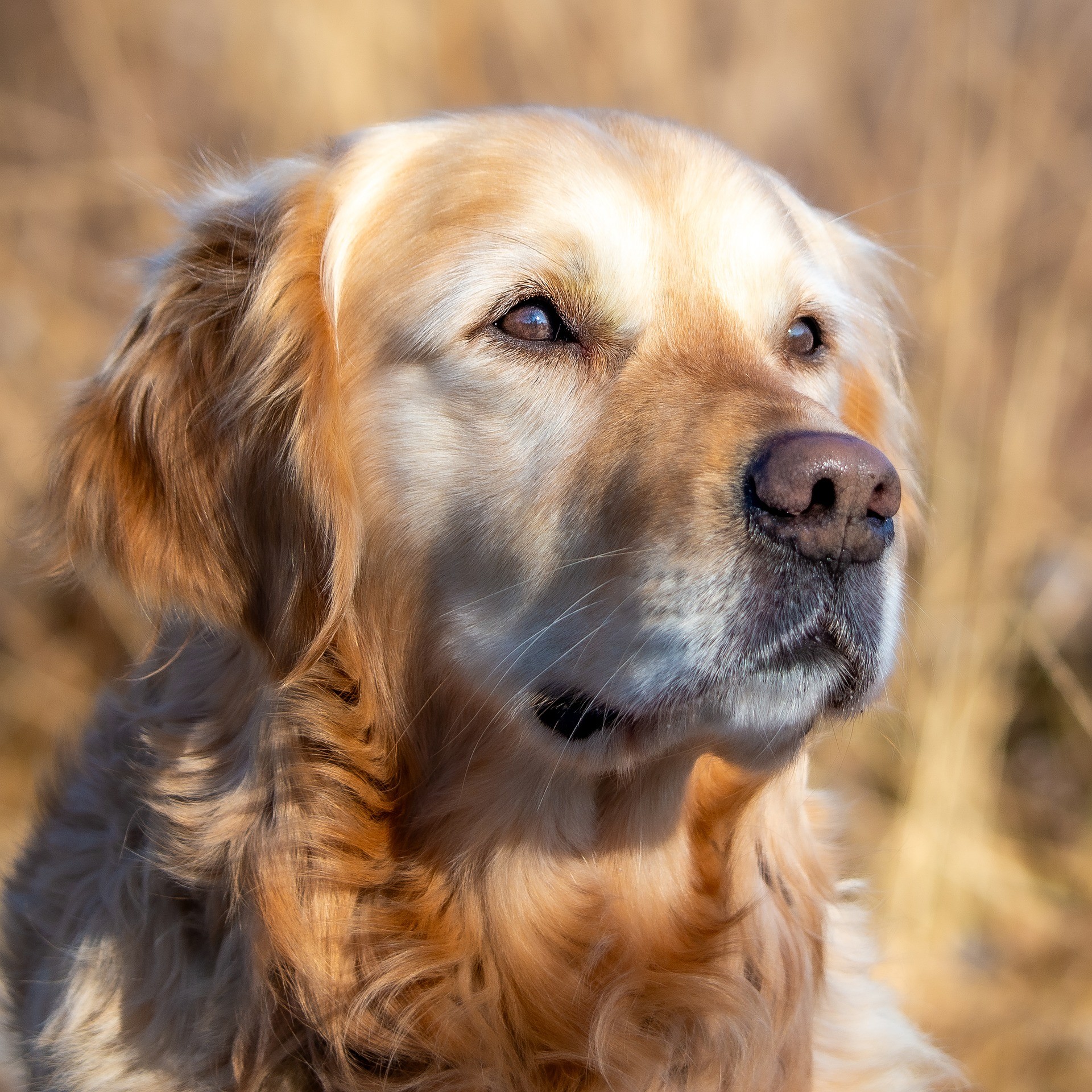 Golden Retriever history