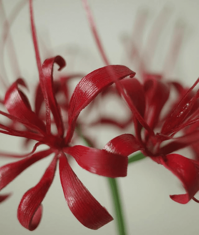 Spider lily detail 3