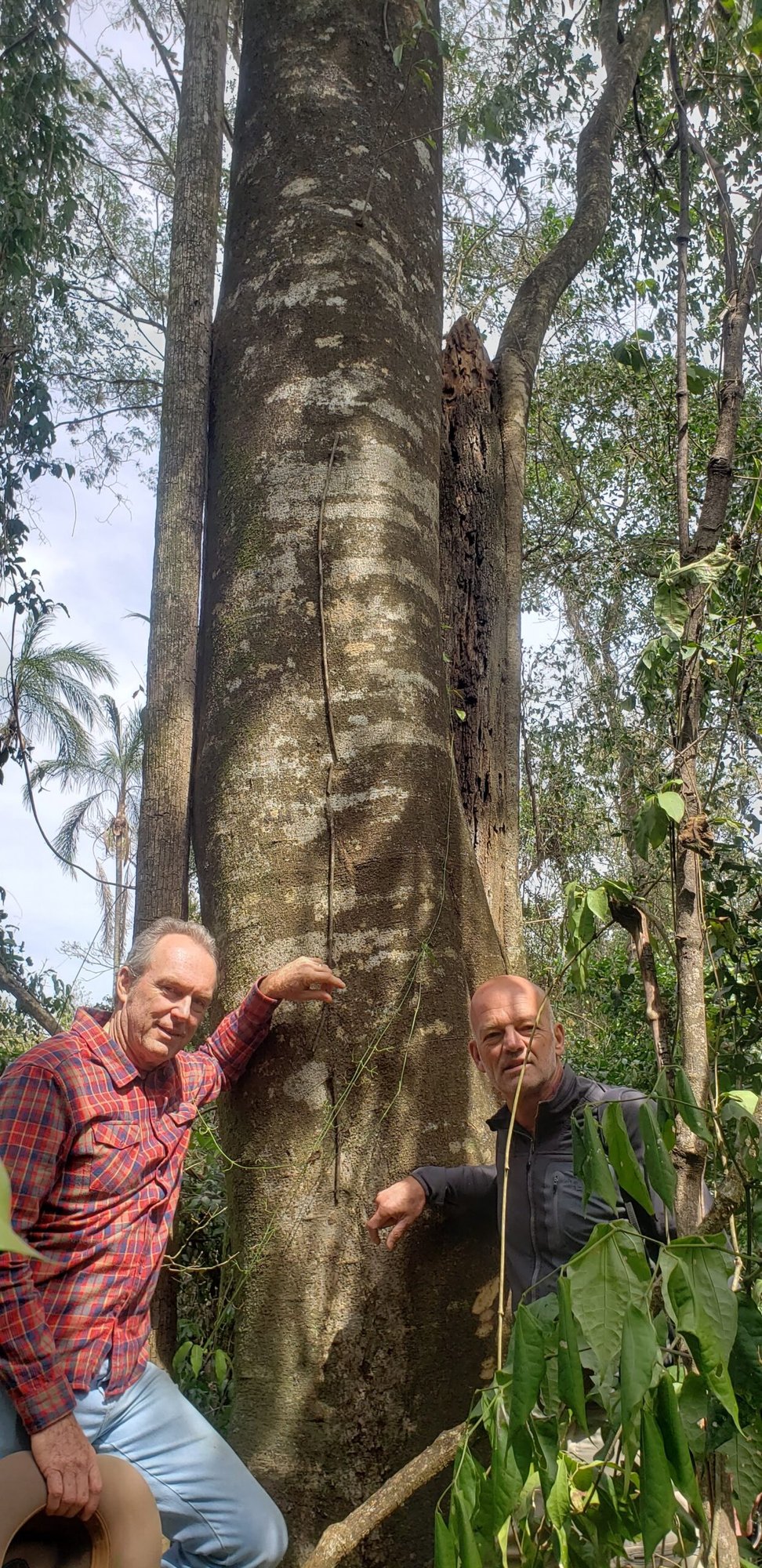 Dois homens ao lado do tronco largo de uma árvore nativa alta na mata