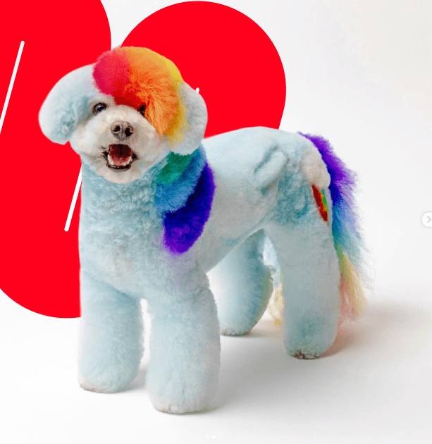 Small dog with a creative rainbow grooming design, featuring pastel blue fur and colorful accents in red, orange, purple, and green on a white background.