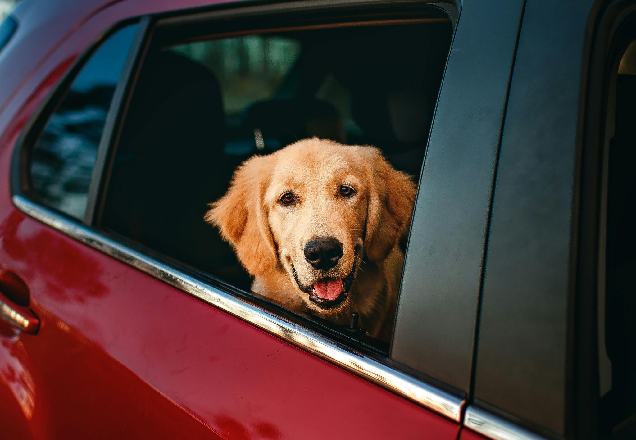 What’s the Best Pet Taxi Service in Dubai?