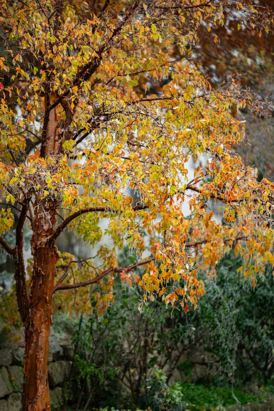 Acer griseum mit charakteristischer, kupferbraun abblätternder Rinde und locker verzweigter Krone mit kleinen Blättern.