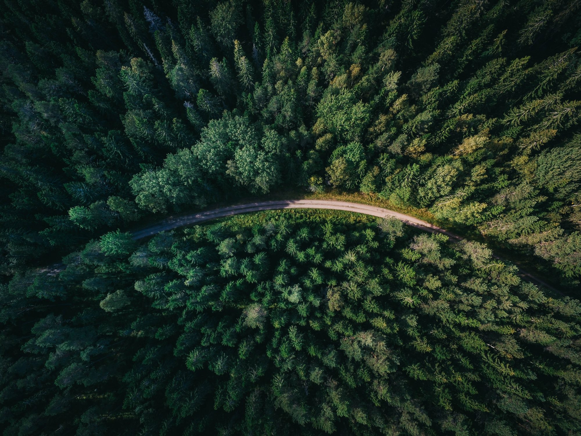 Aerial view of a winding road surrounded by dense green trees and forested landscape.