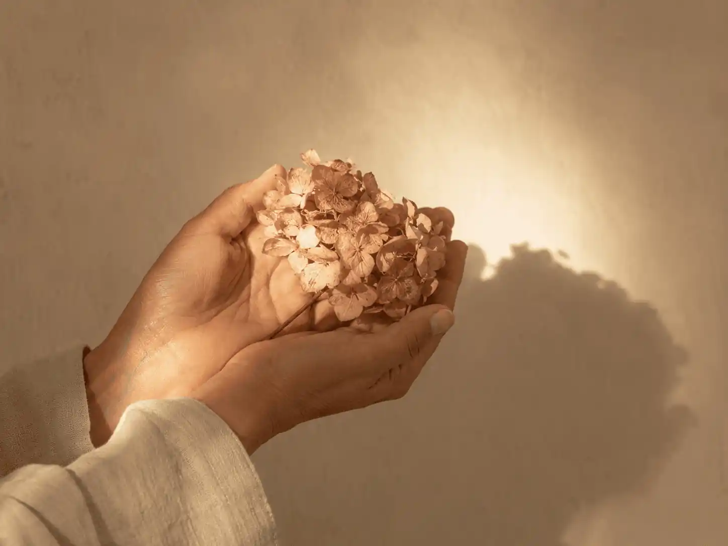 A dried hydrangea bloom held in soft golden light against a warm wall
