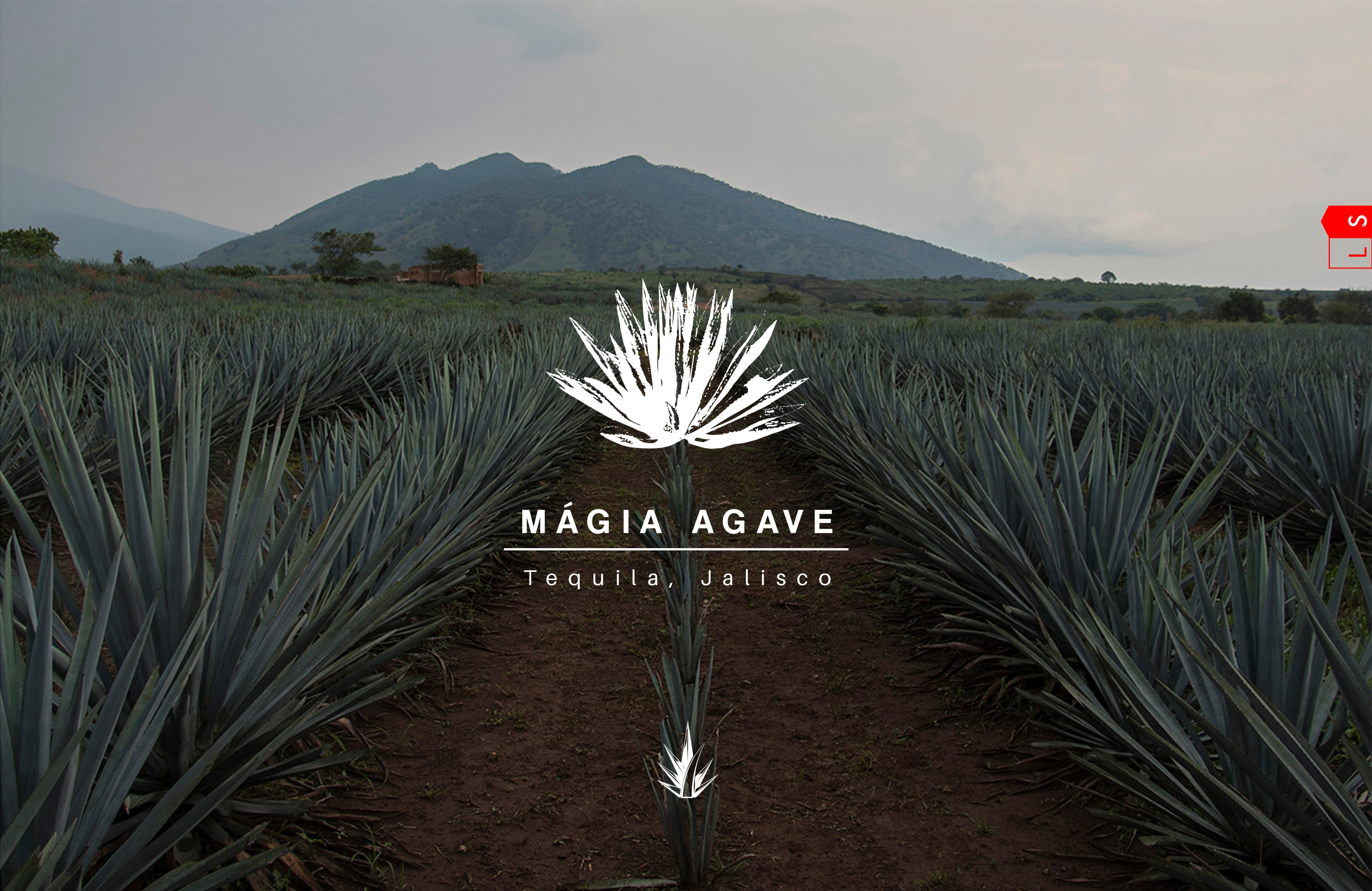 Magia Agave Cover