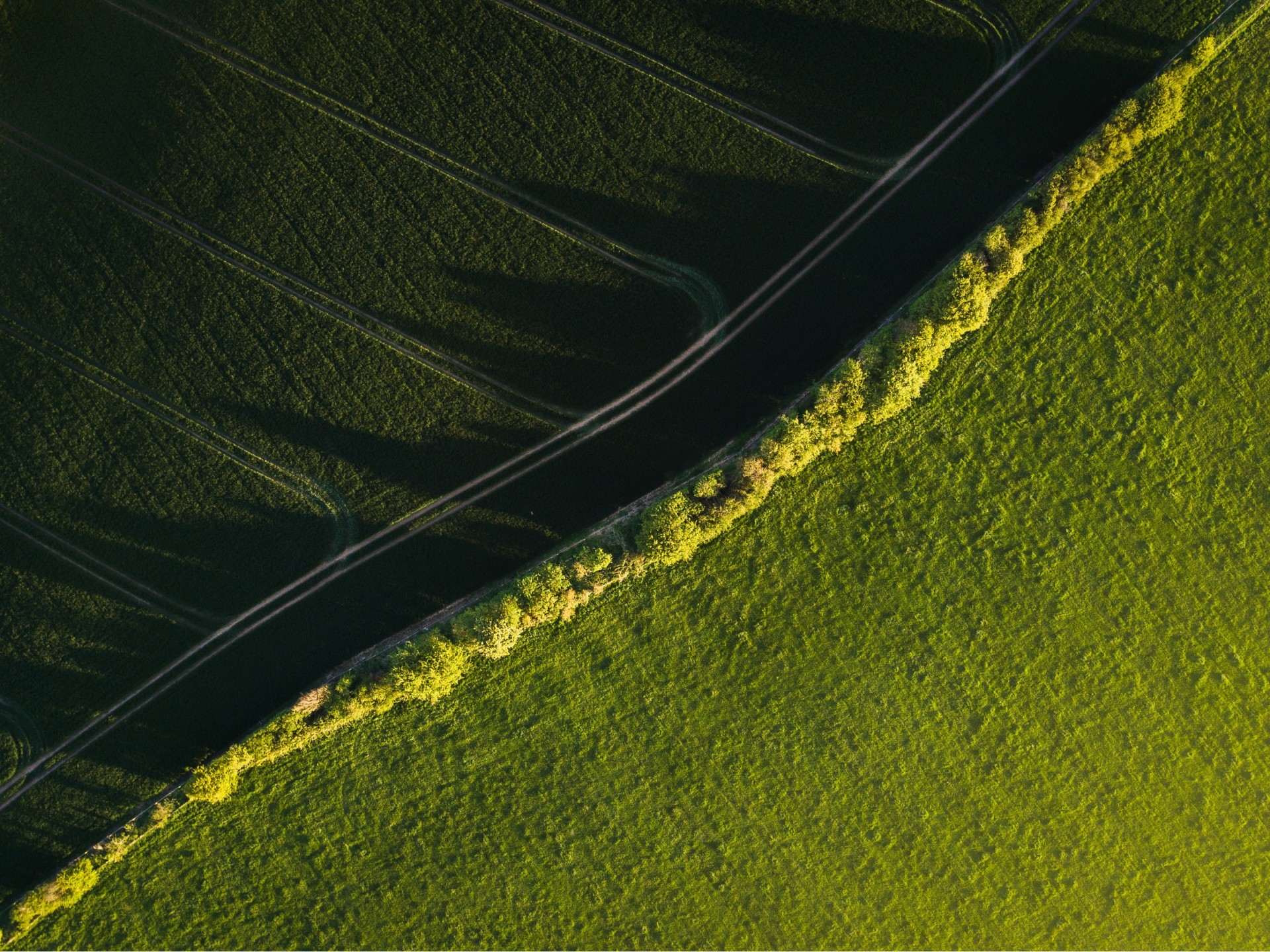 Over the top Picture of grass
