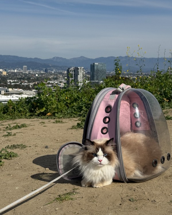 Picture of tahas cat in bag outdoors