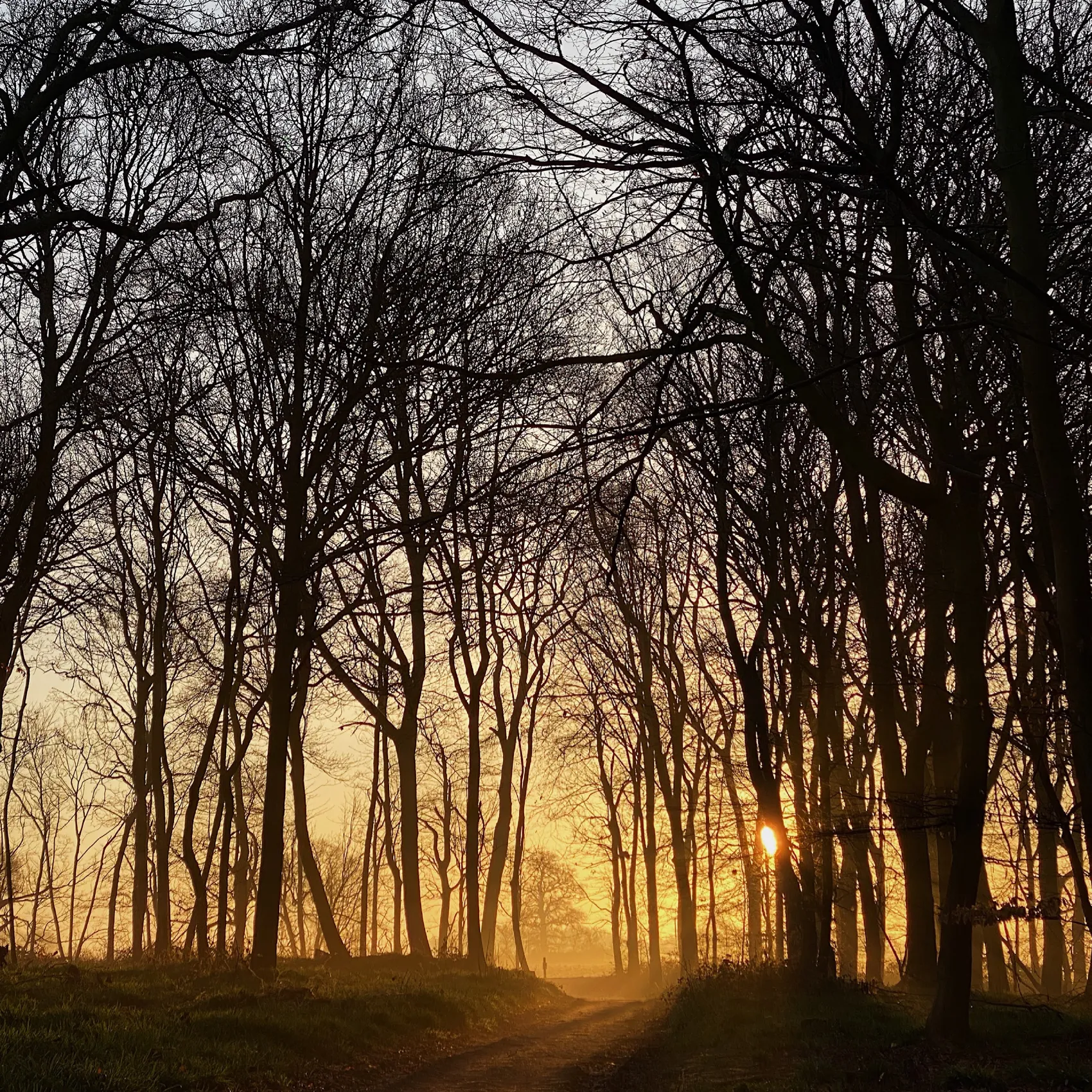 forest at sunrise with fog