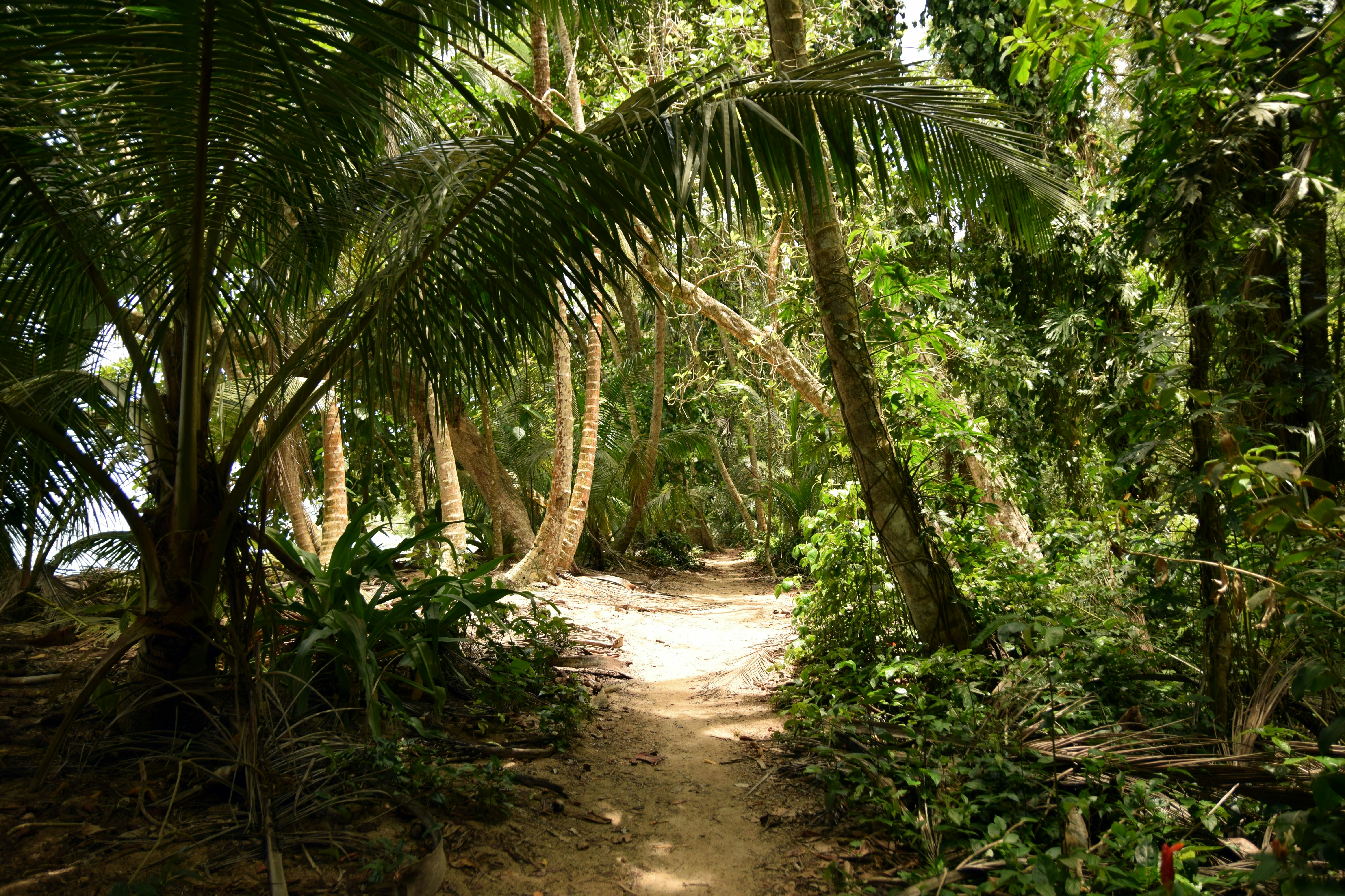 Picture of a path going through a rainforest