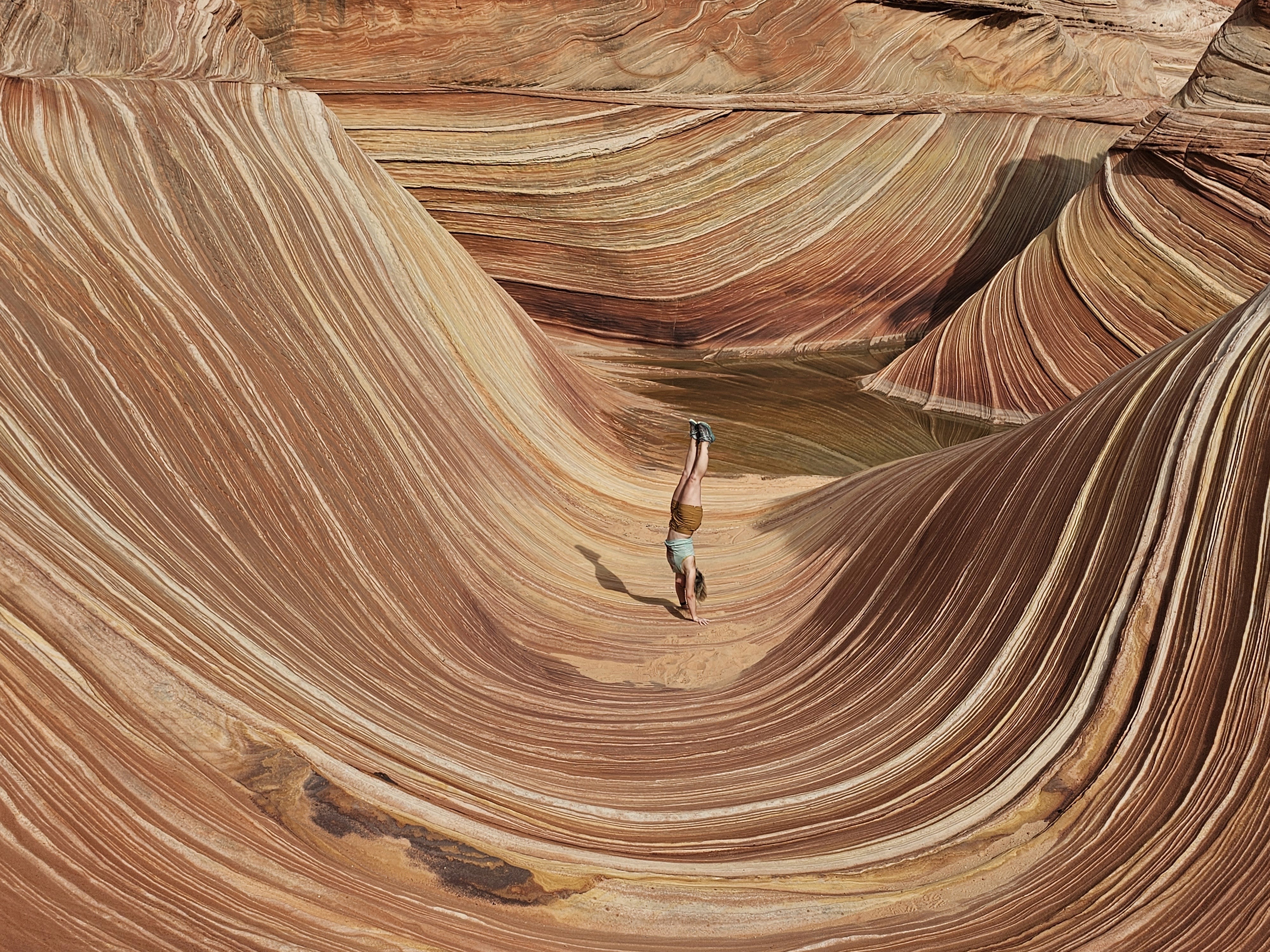 yellow sunflower in close up photography