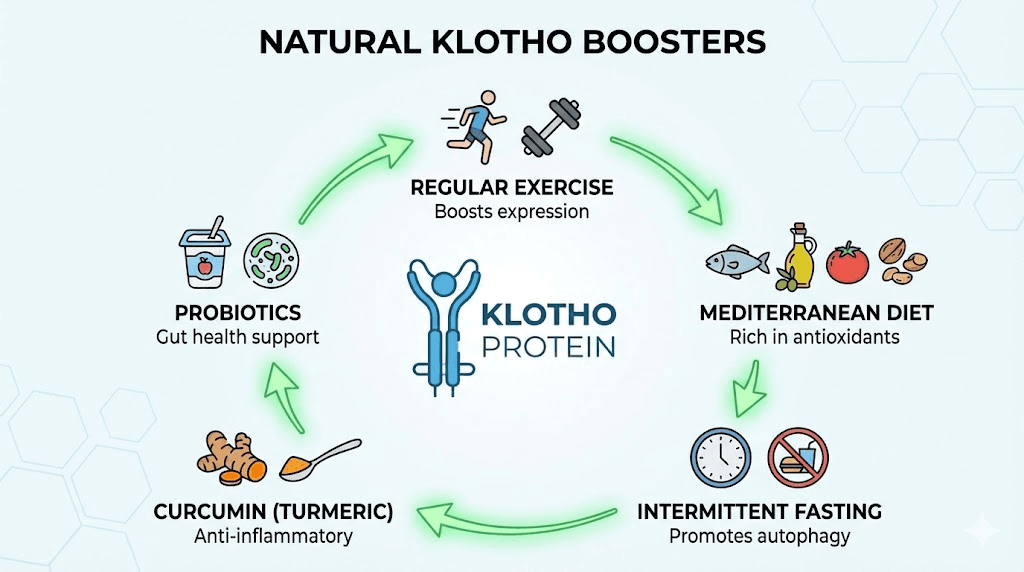 Natural ways to increase Klotho protein levels through lifestyle and nutrition