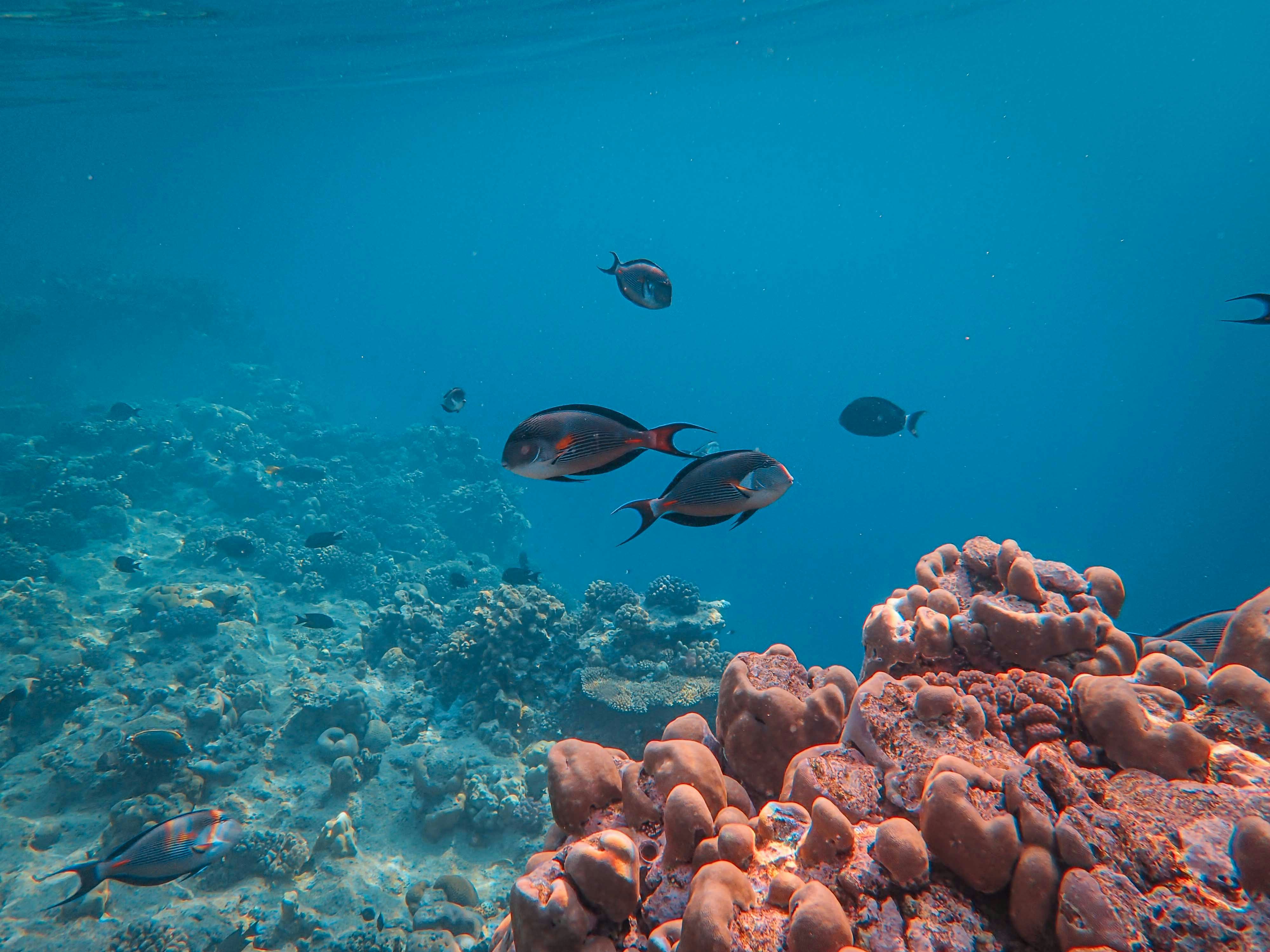 a group of fish swimming over a coral reef