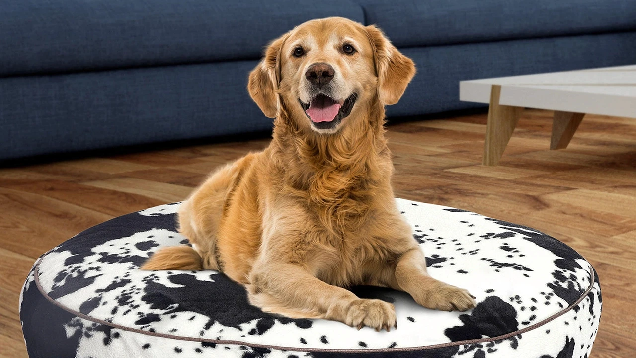 Imagen de perro golden retriever adulto, con una mirada de expectativa y felicidad