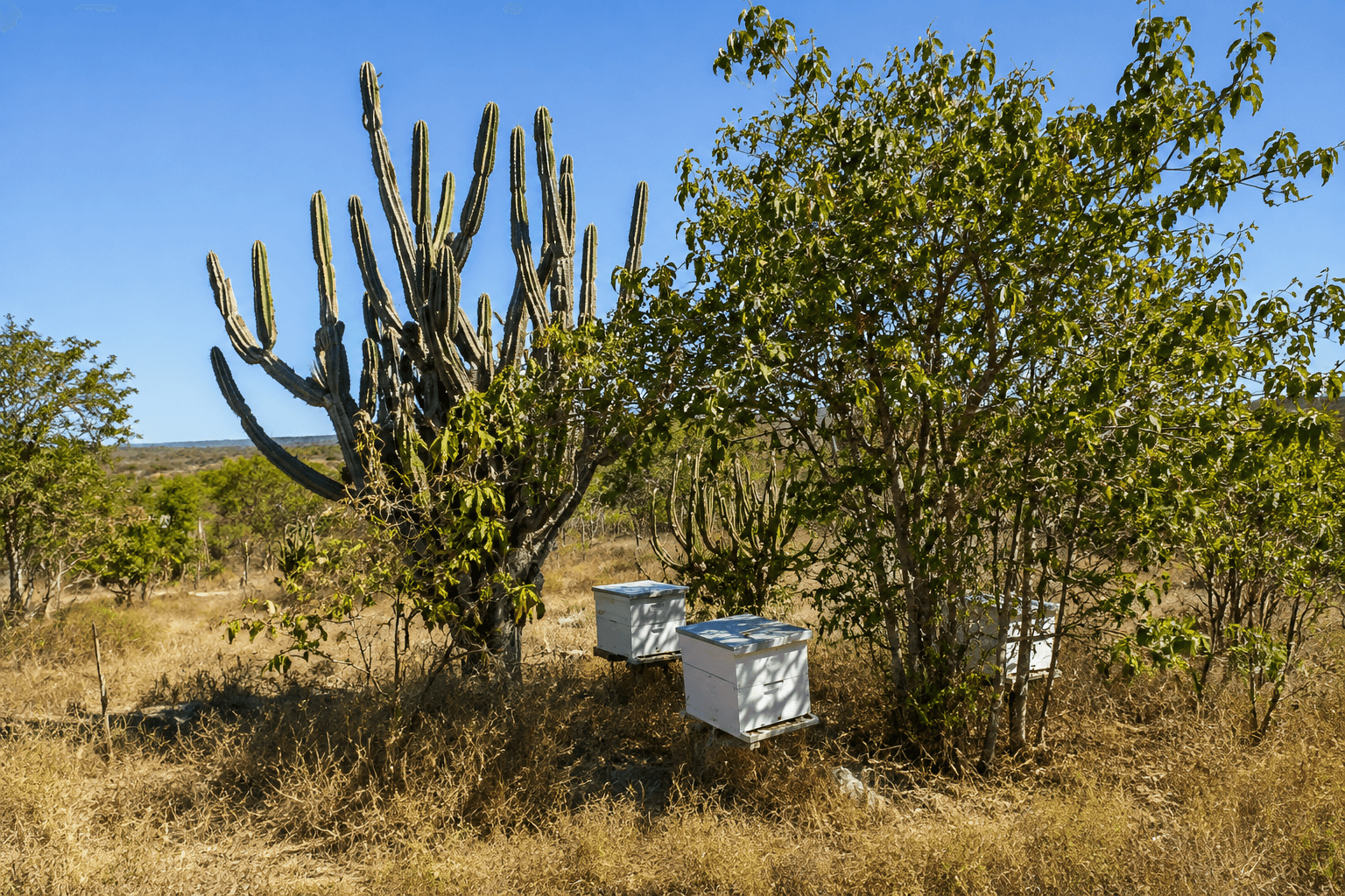 Apicultor trabalhando no apiário na Caatinga