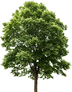 עץ אלון ירוק גבוה מתחת לבניינים