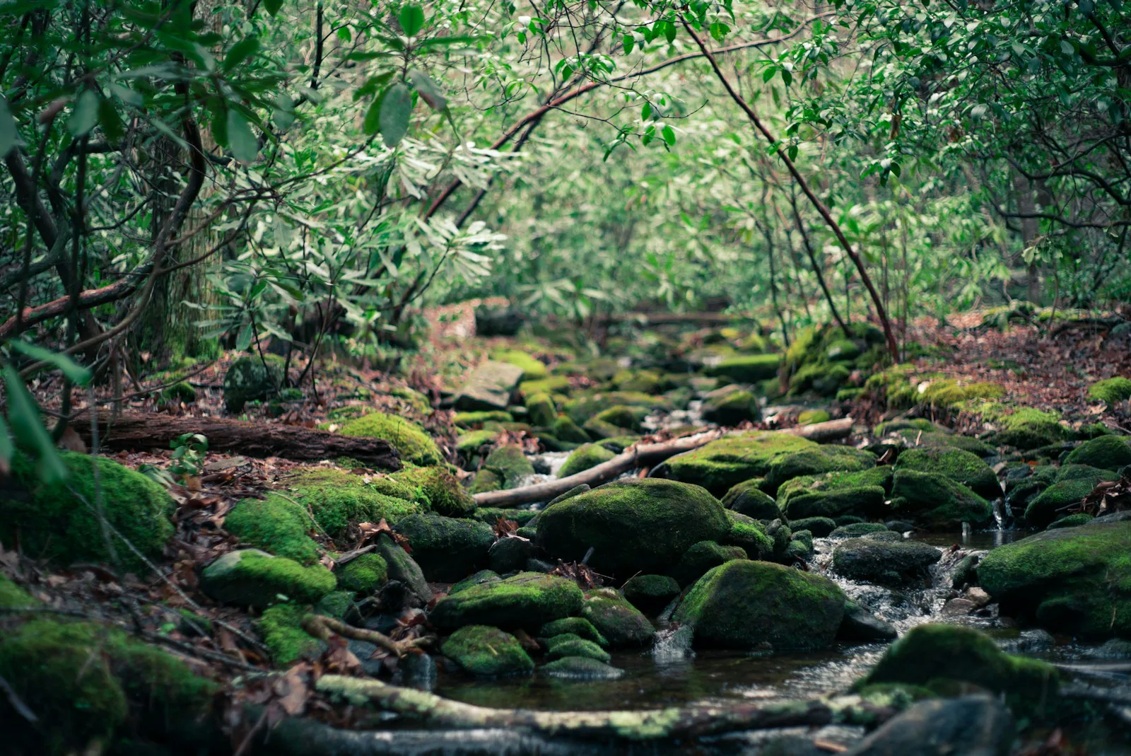 The creek, which on a dry day is a sound and on a wet one is a place