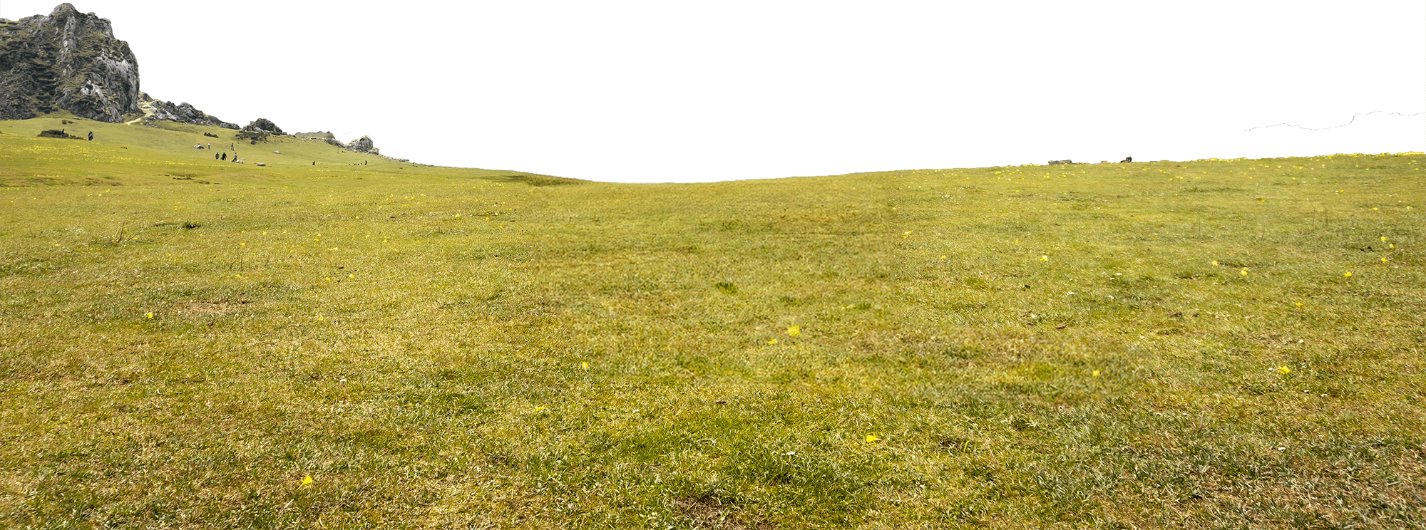 Grass