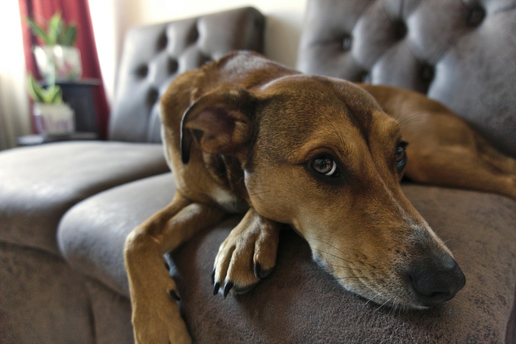 o-mercado-pet-no-brasil