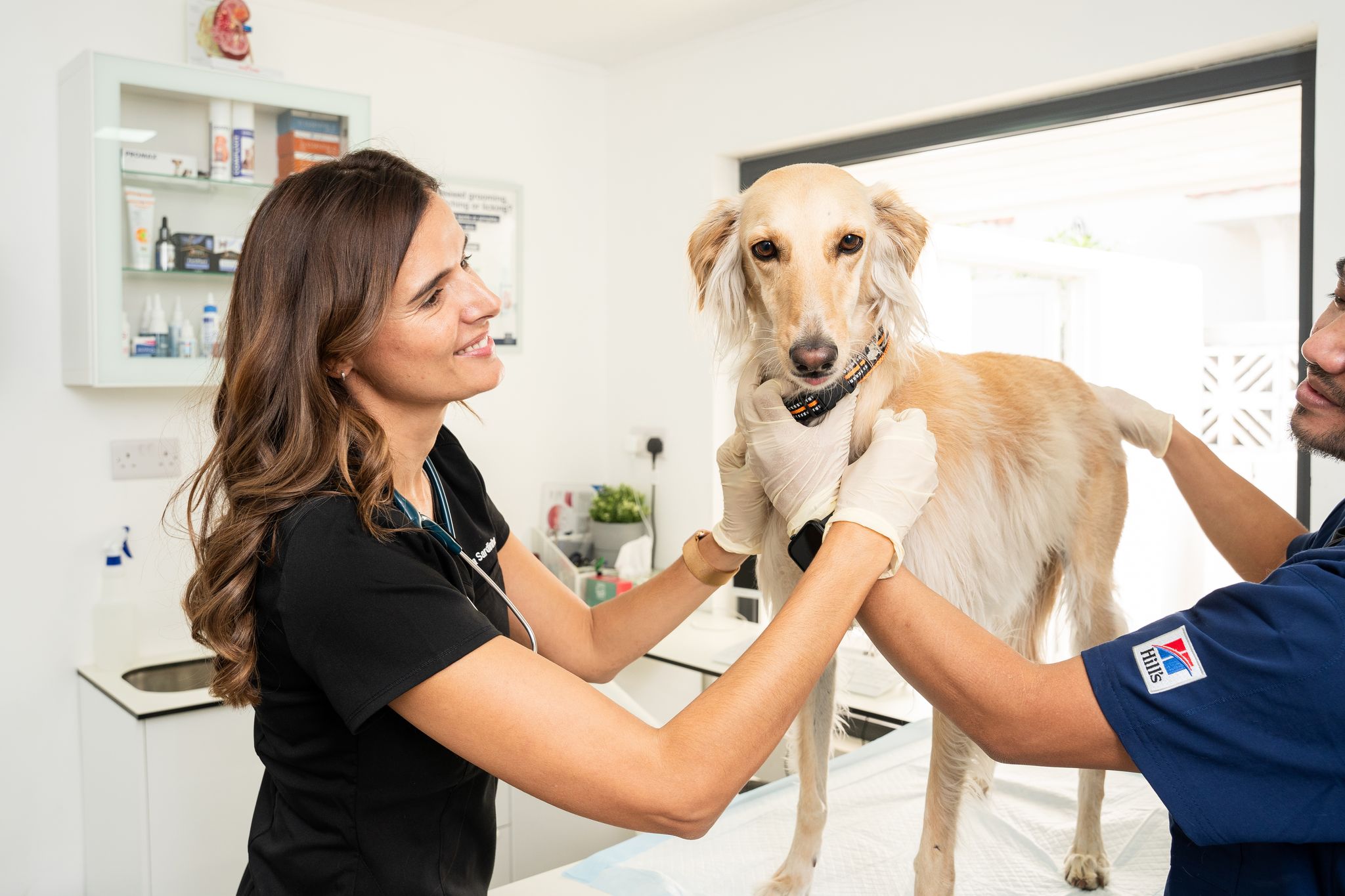 A veterinarian is trying to understand a dog's behavior during a checkup to stop it from biting. Another vet is assisting by holding the dog gently.