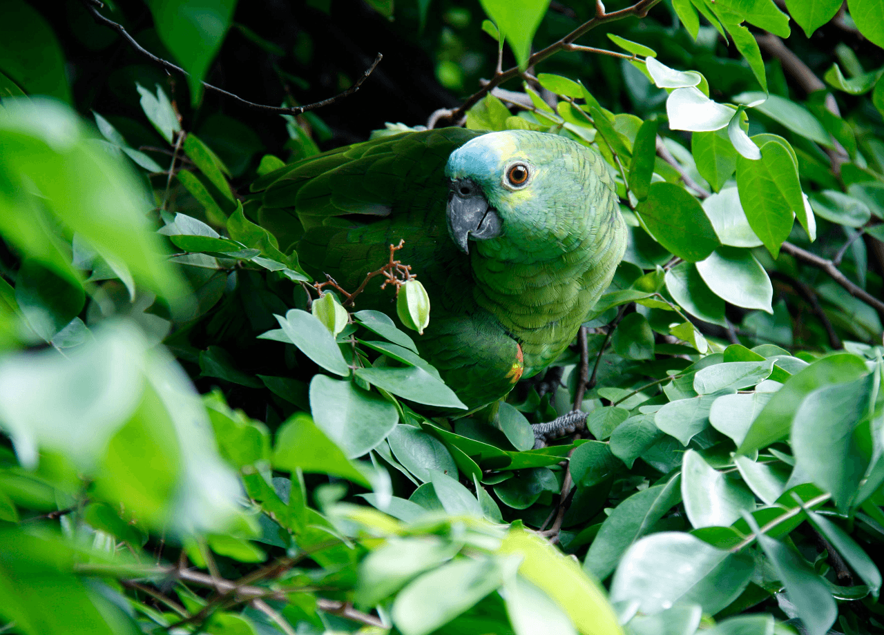 A turquoise-fronted amazon sitting in a tree