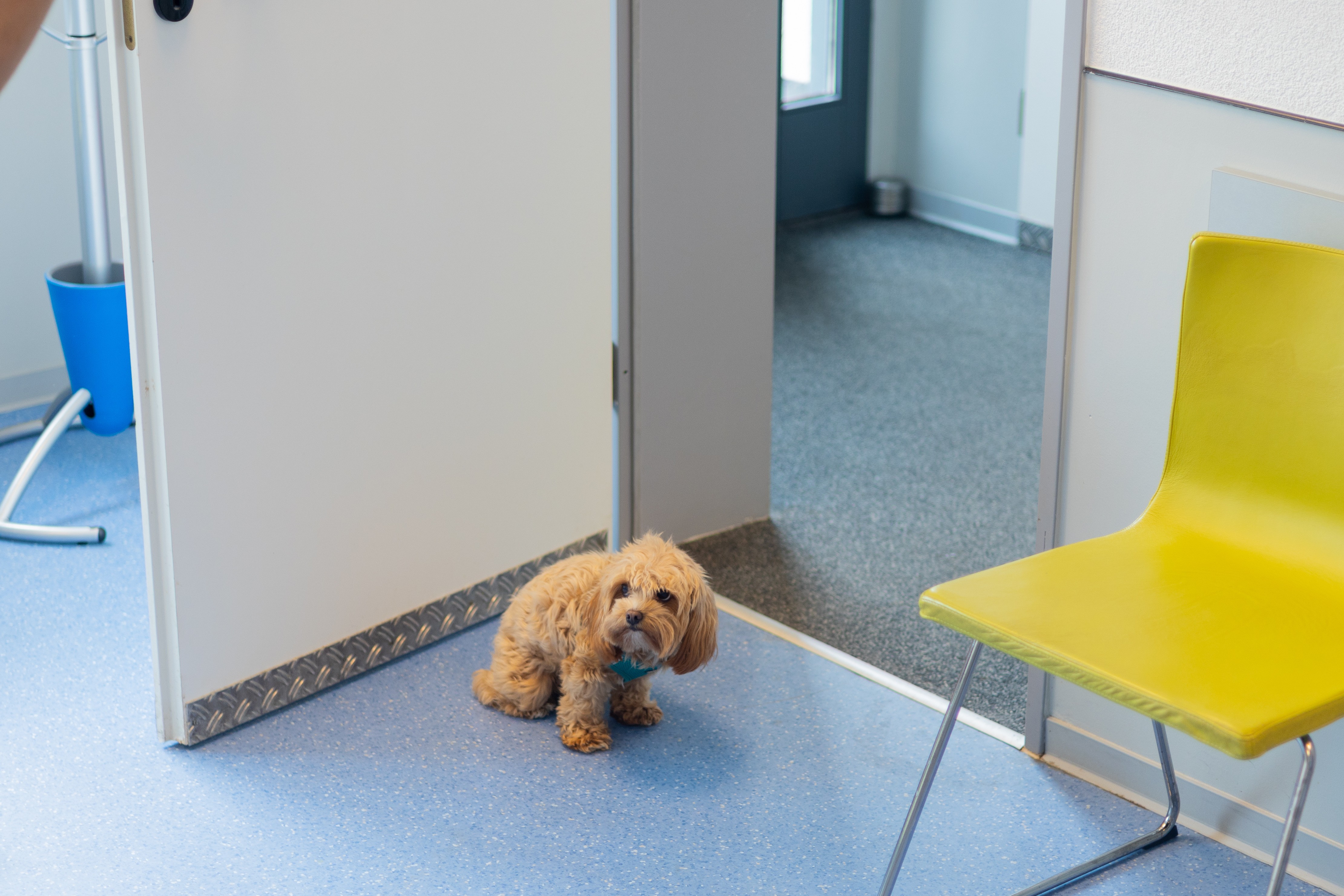 Ein kleiner, zotteliger Hund mit blauem Halsband wartet ängstlich in der Tierarztpraxis.