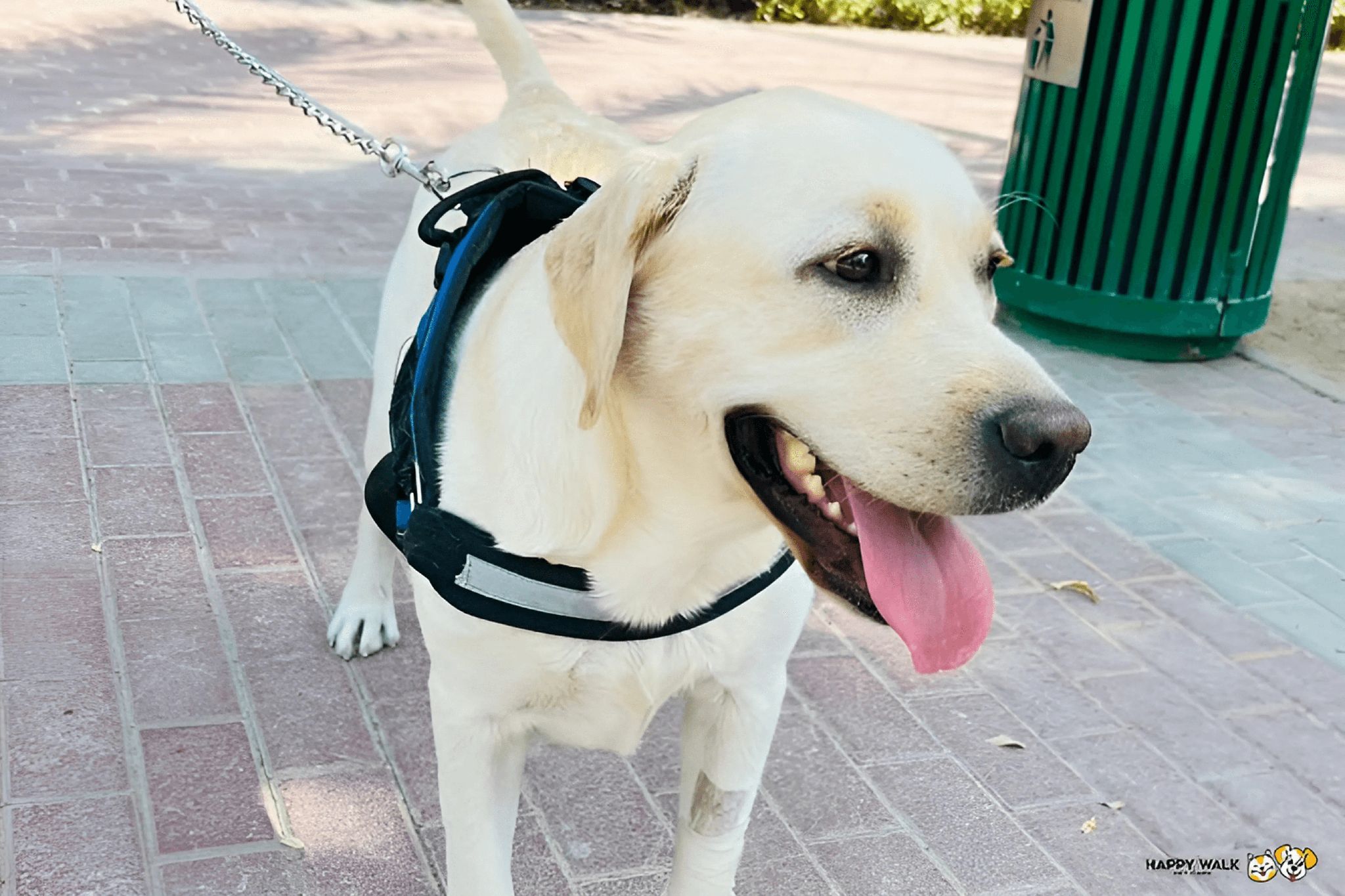 A happy dog is wearing a harness with a leash during a walk.