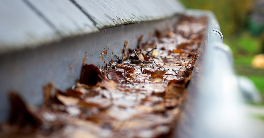 Roof gutter clogged with wet fallen leaves before cleaning