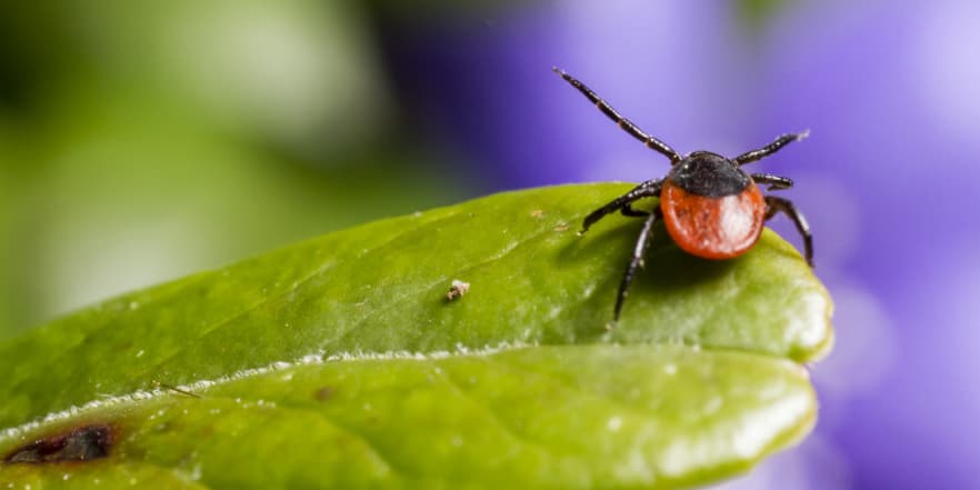 Кліщ на листку рослини