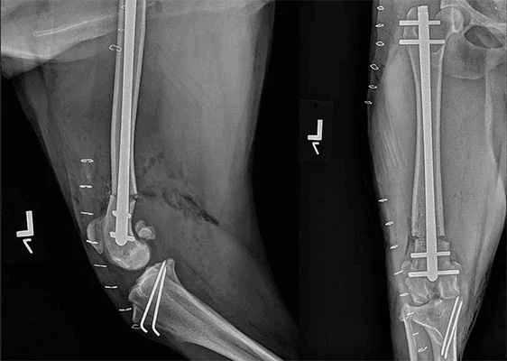 CT scan used in veterinary orthopedic surgery to plan a Patellar Luxation Repair.