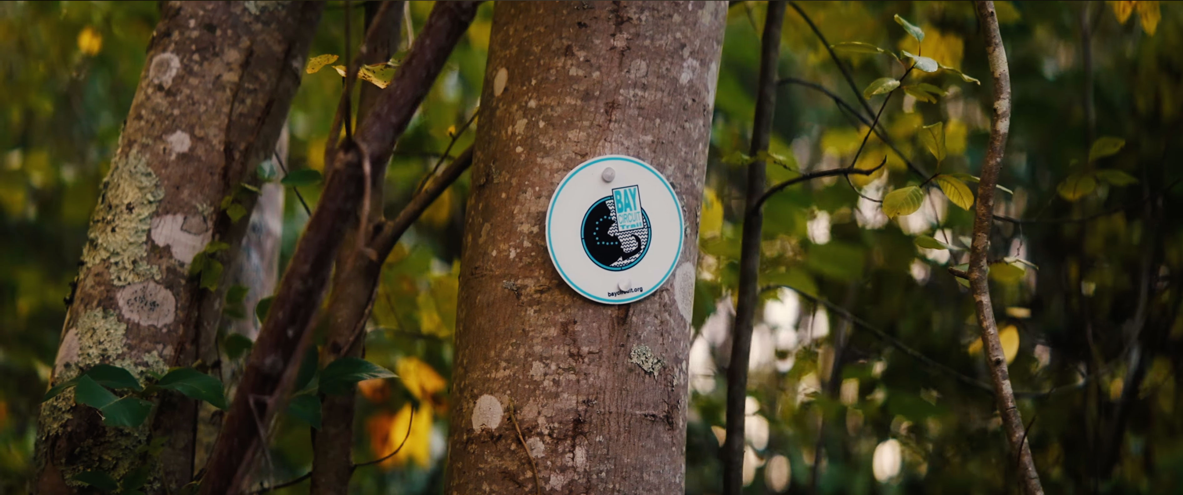 Bay Circuit Trail marker mounted on a tree along a wooded trail in Cochesett Preserve.