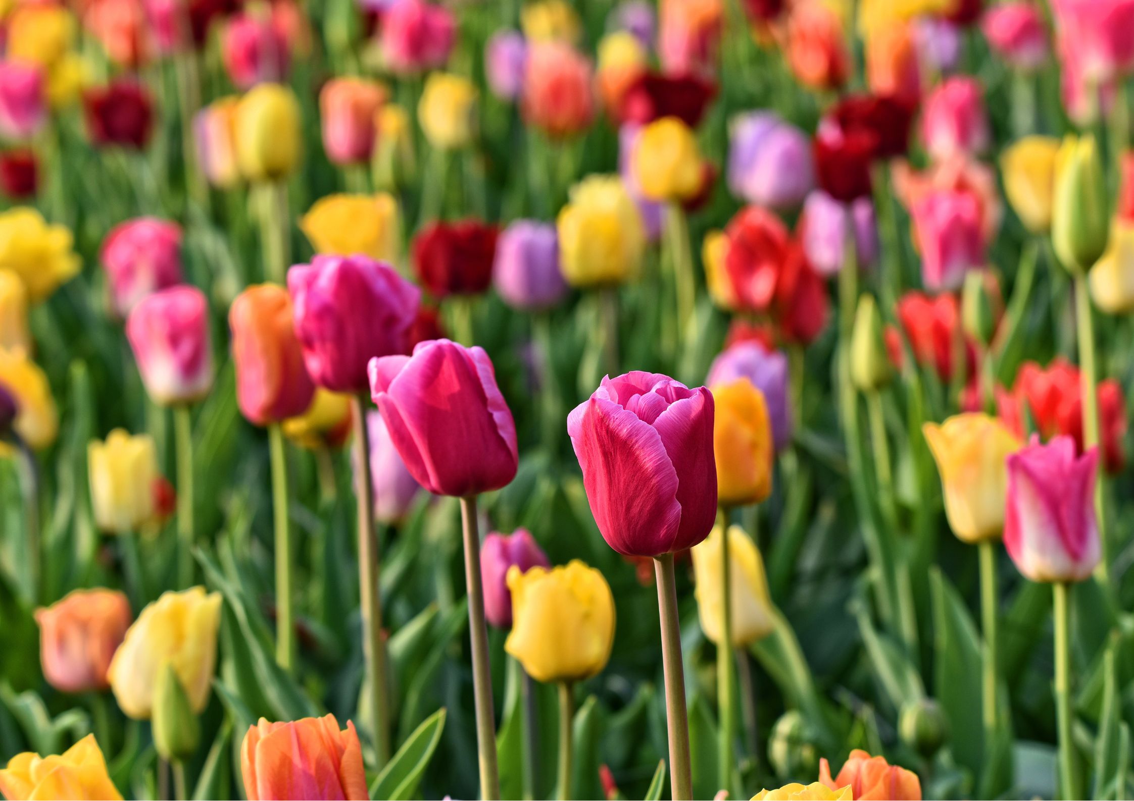 Garden bulb planting technique