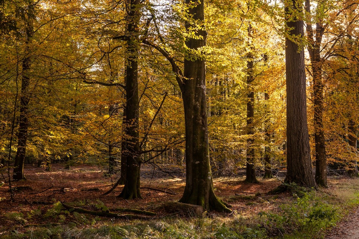 a dirt road in the middle of a forest