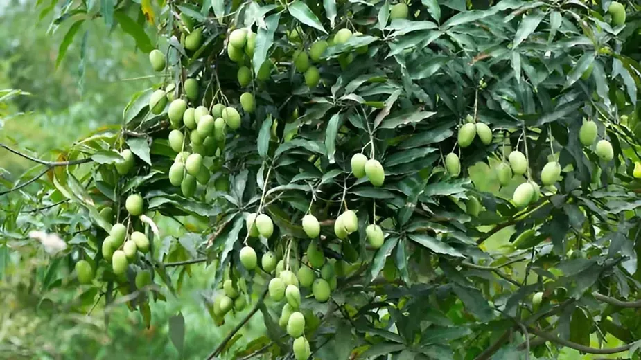 Mango Trees (Mangifera indica).webp