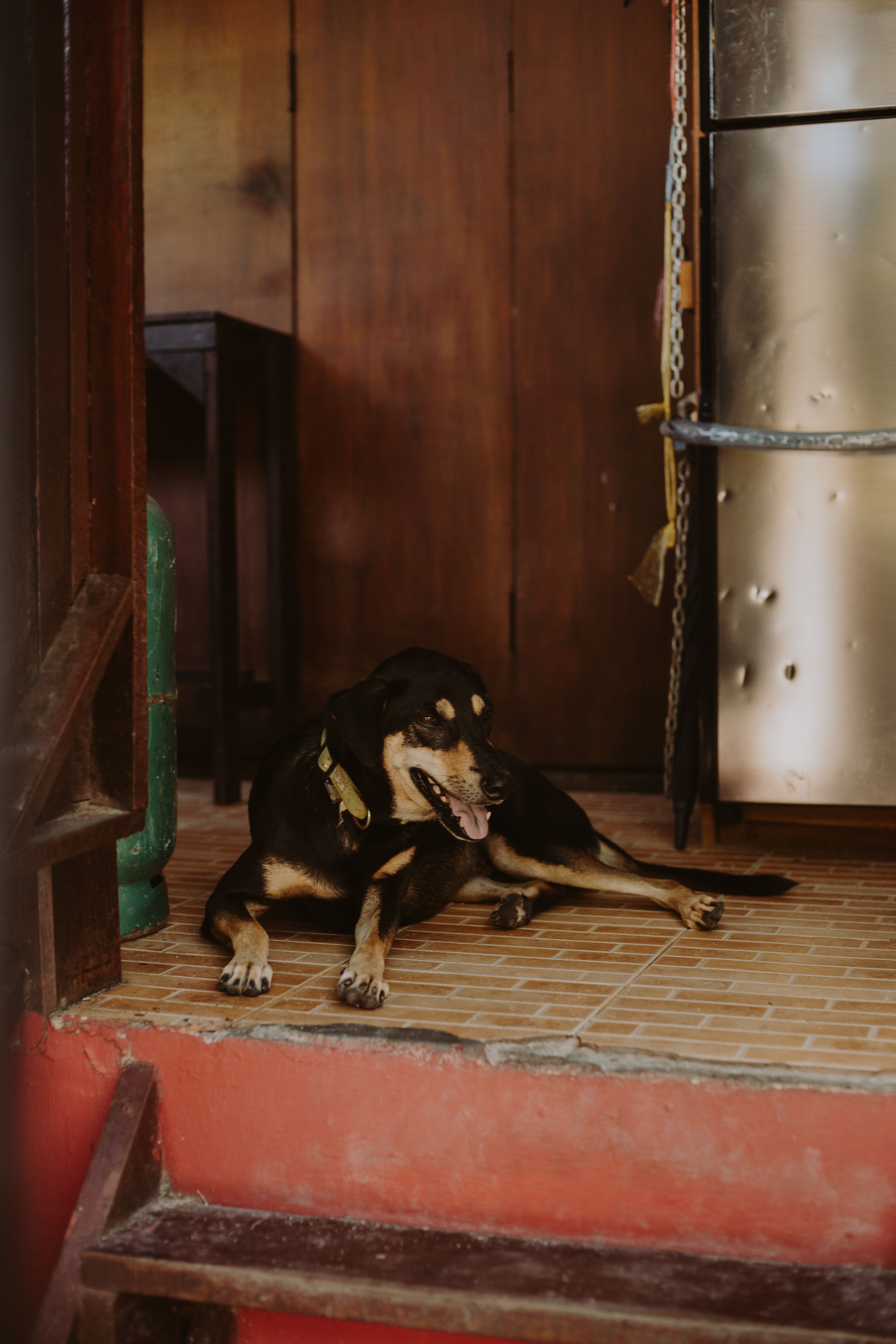 Barkitecture: Canine Comfort Redefined
