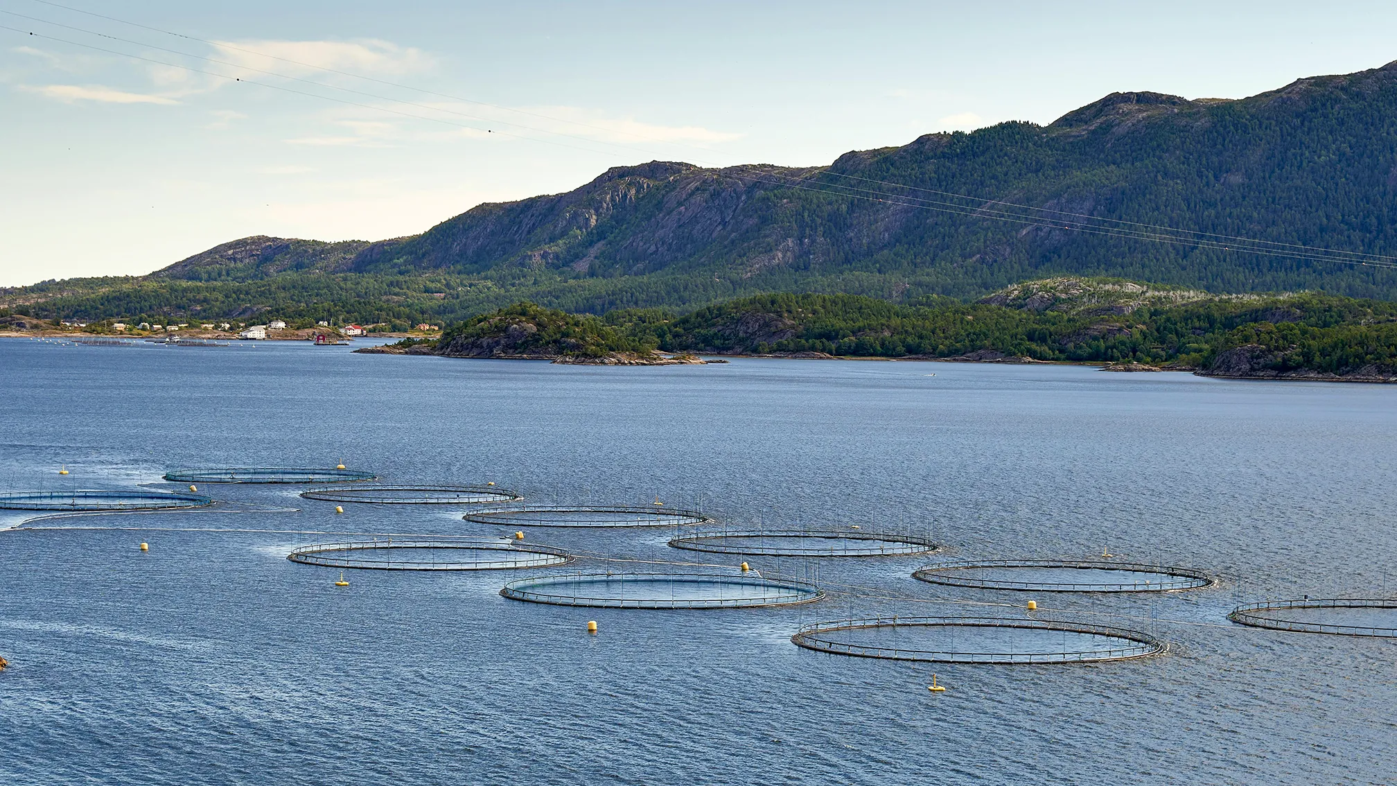 Circular offshore aquaculture nets floating on a calm body of water.