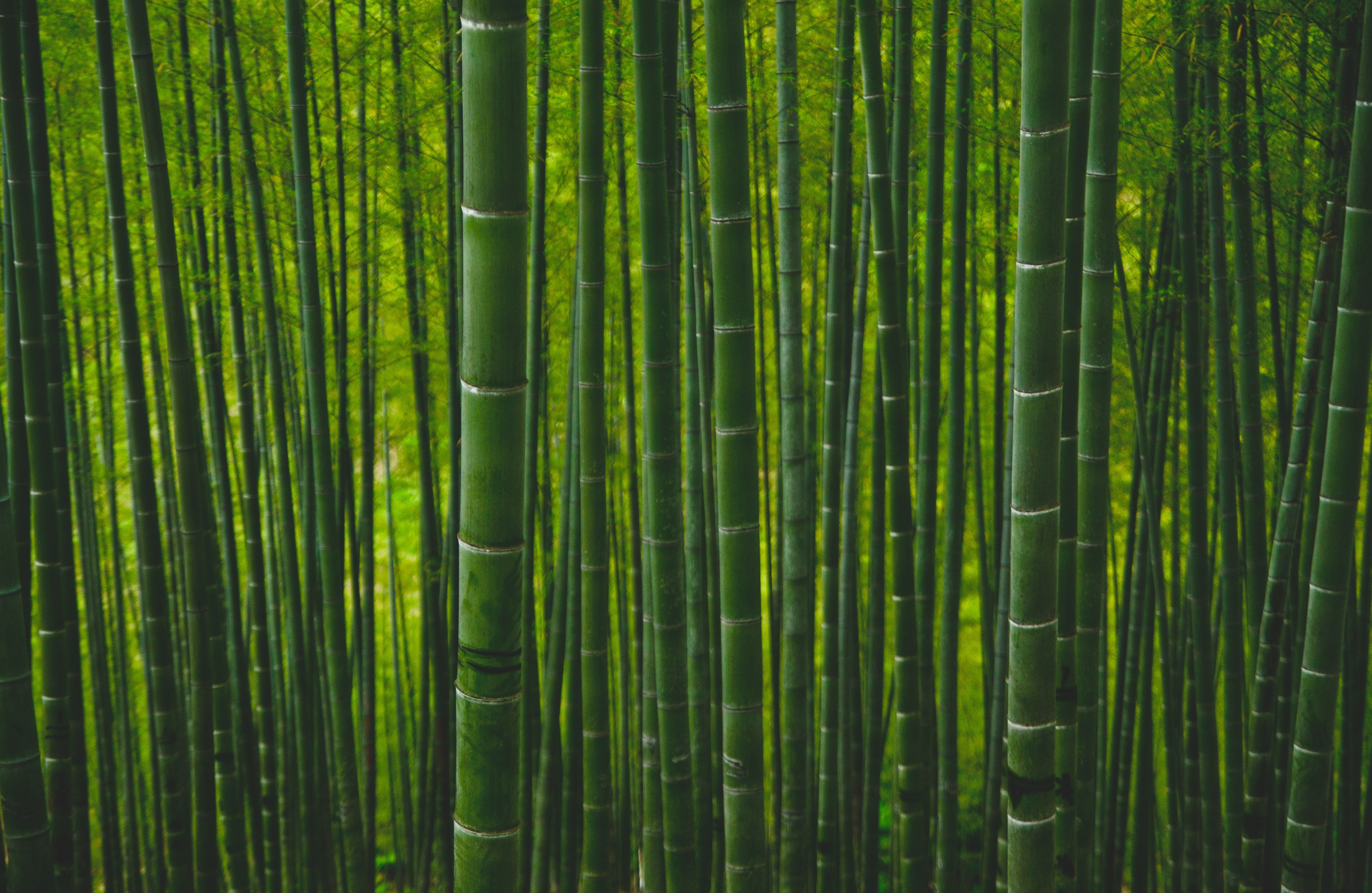 A green bamboo forest