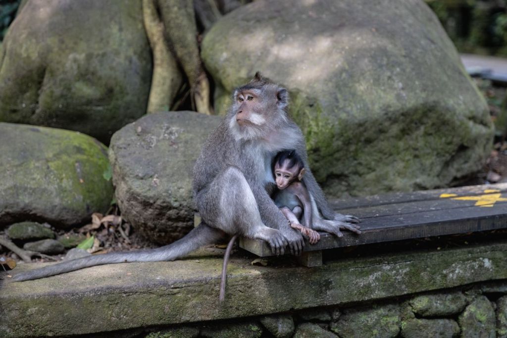 Monkey and baby monkey in Ubud monkey forest