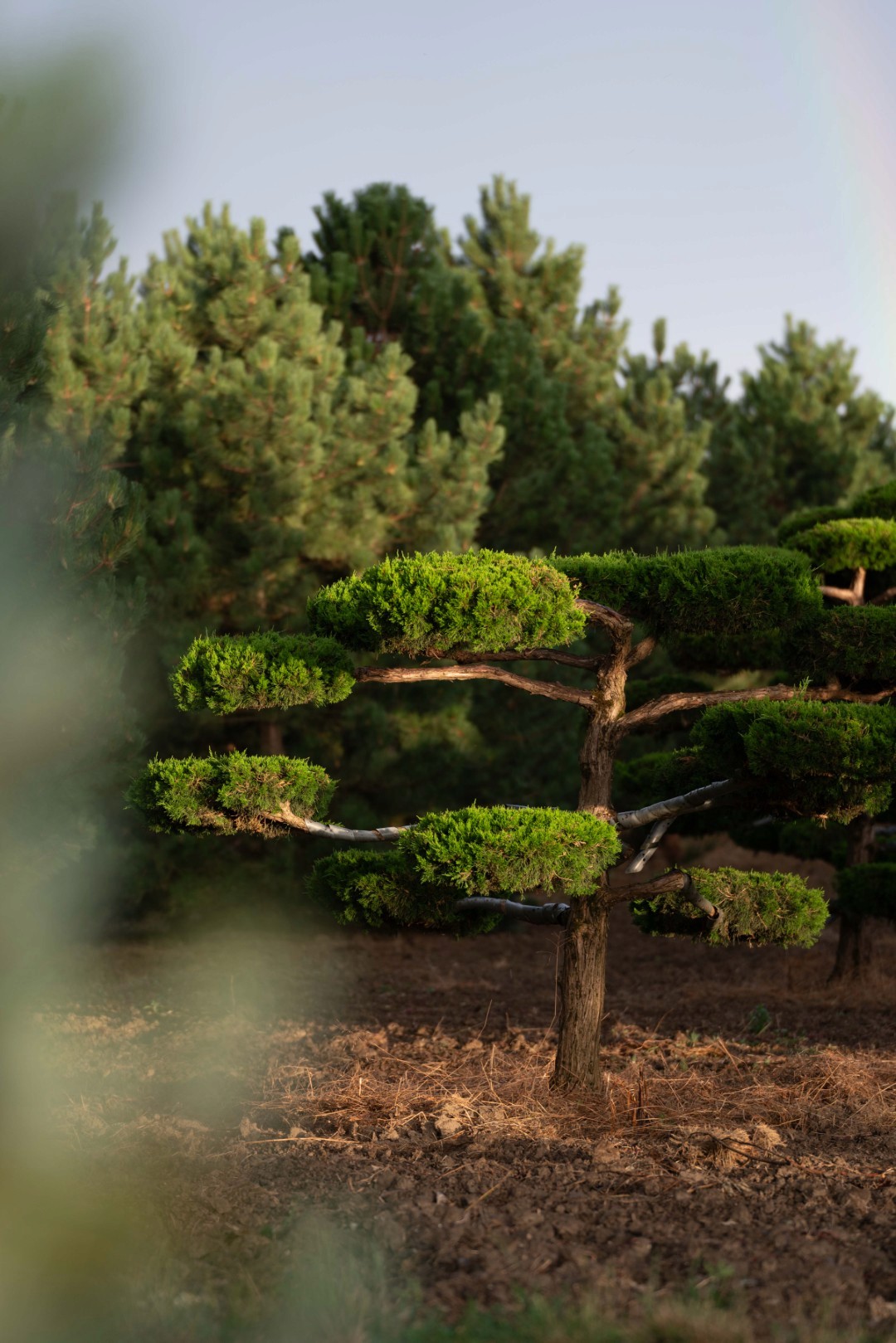 Juniperus ‘Canaertii’ mit kunstvoll geformtem Stamm und mehreren flachen, dicht belaubten Polstern aus grünen Nadeln.