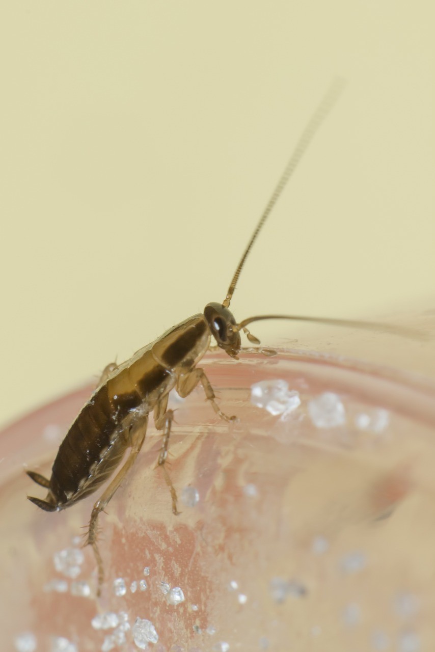 blattella-germanica,-german-cockroach,-unhygienic,-disgust,-insect,-parasitic,-p - erik_karits (pixabay)