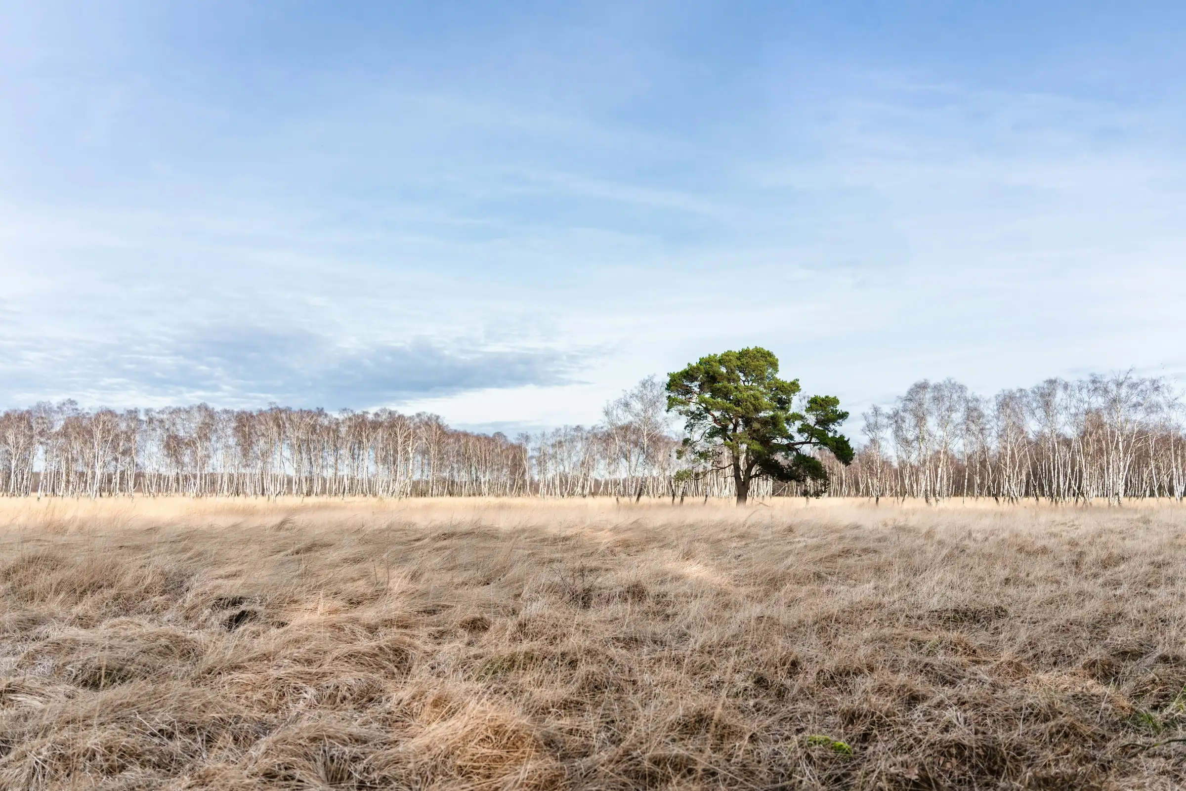 Hamburg-Wandsbek, Naturschutzgebiet Duvenstedter Brook mit Birken und Solitärbaum