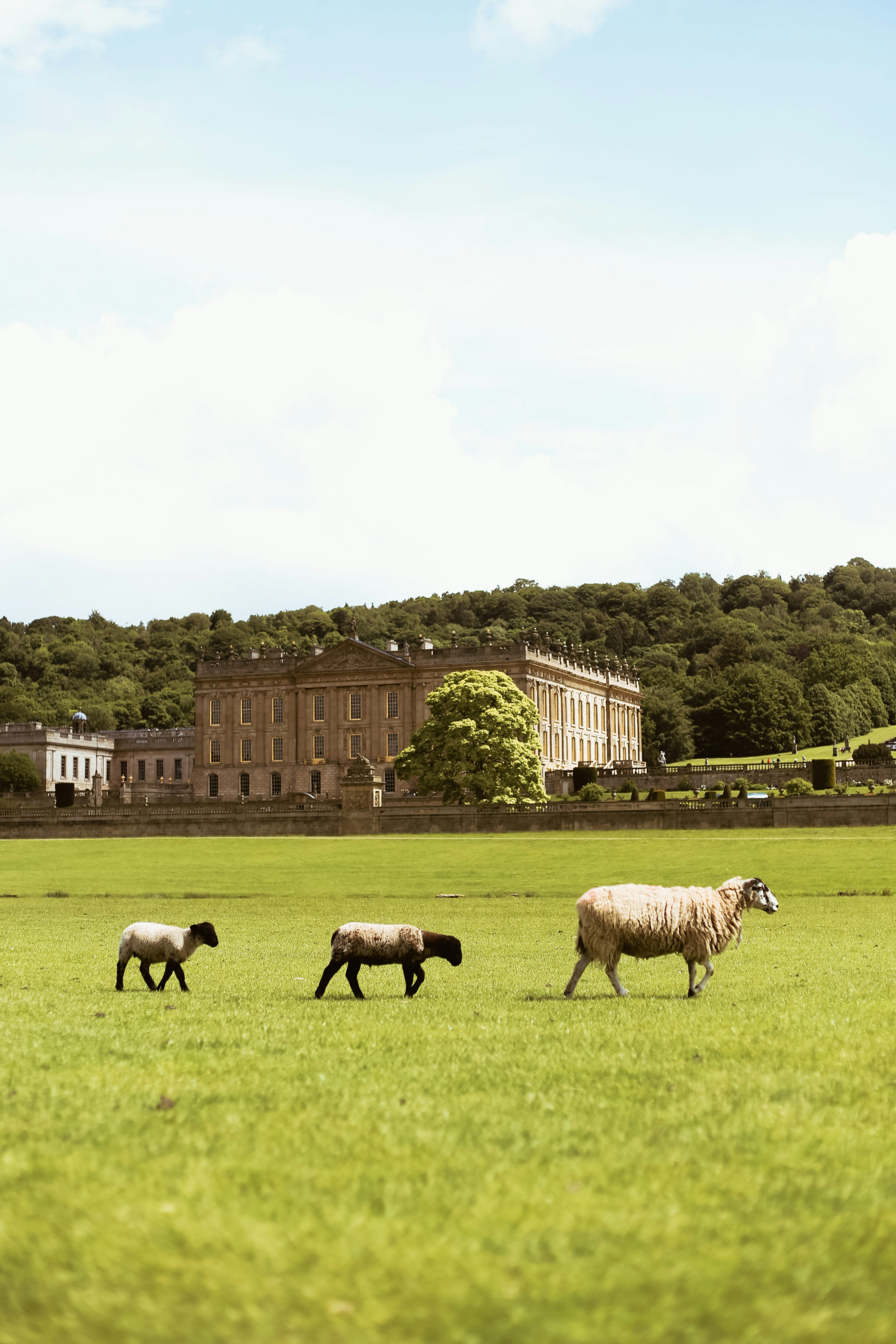 A sheep with its lambs walking through a royal garden.