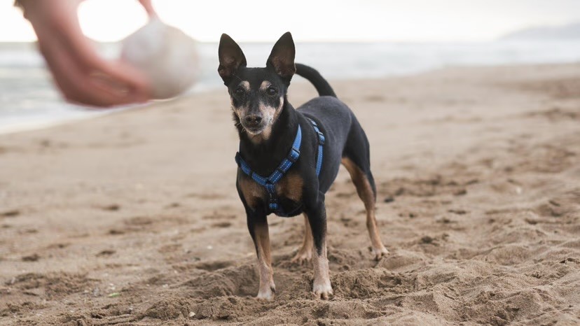 A small black and tan Miniature Pinscher wearing a blue harness stands alert on a sandy beach with the sea in the background.