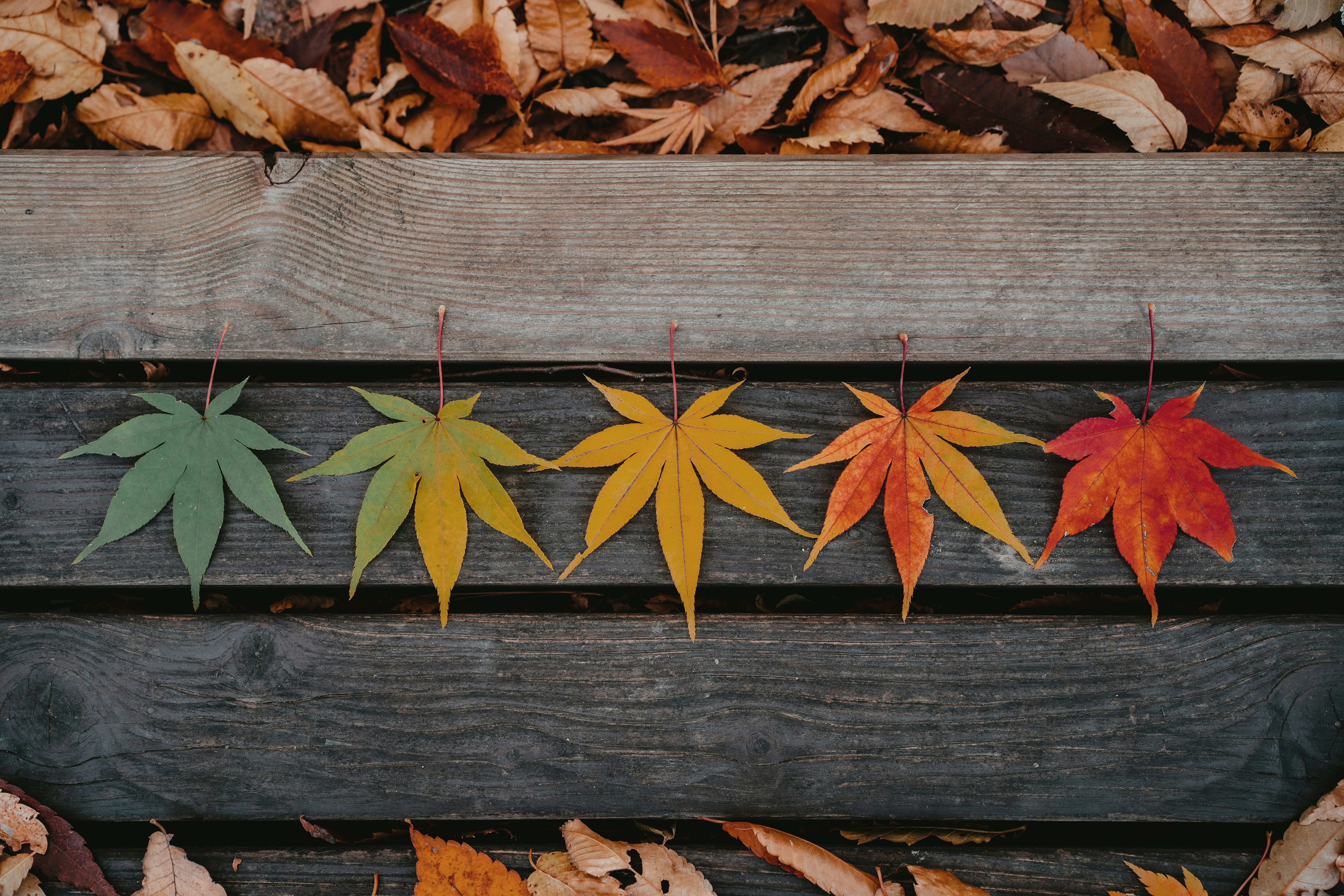 different colored leaves - What Season Am I