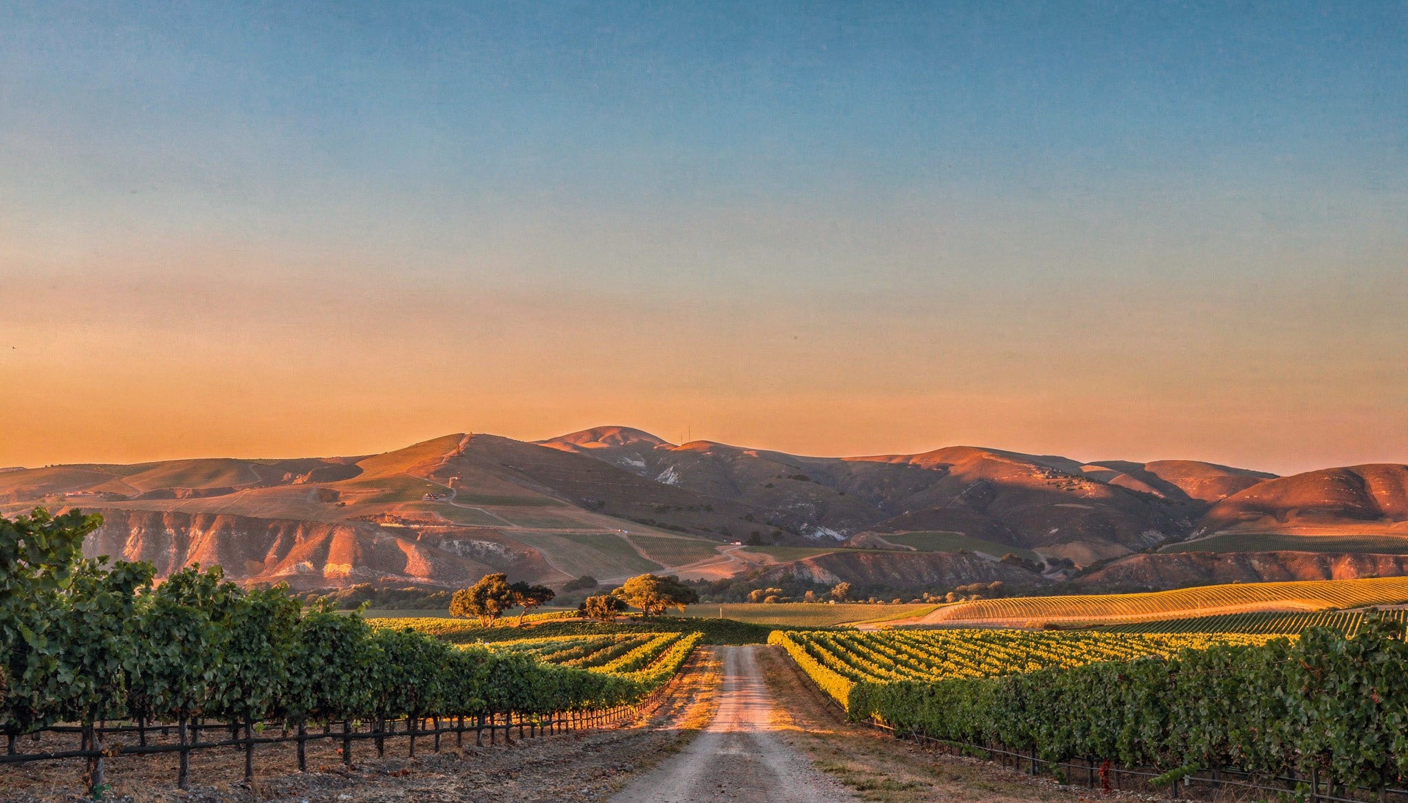 A road running through a vineyard at sunset.