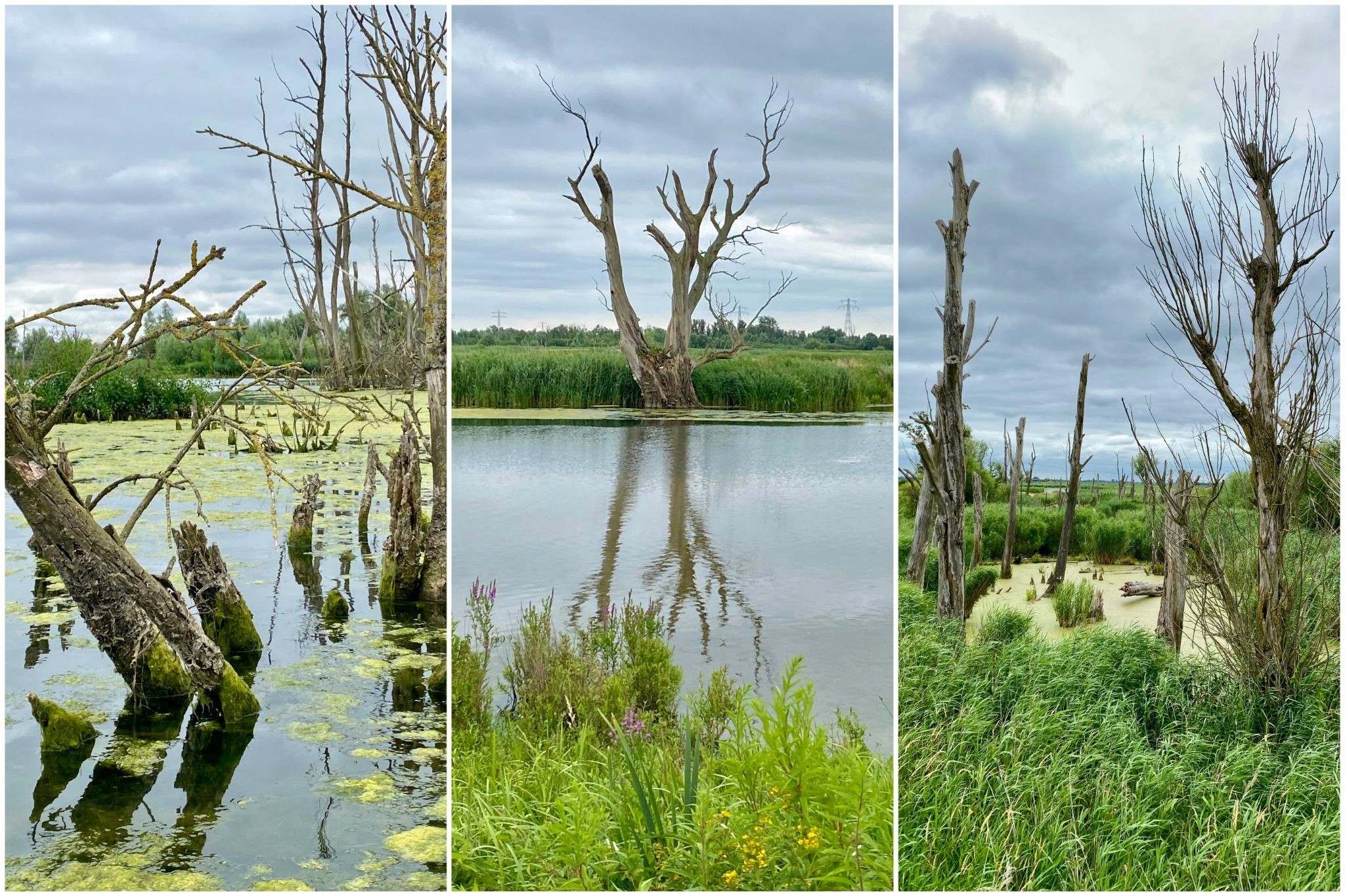 Three images of the Biesbosch: reed beds and tree trunks sticking out of the water under a cloudy sky